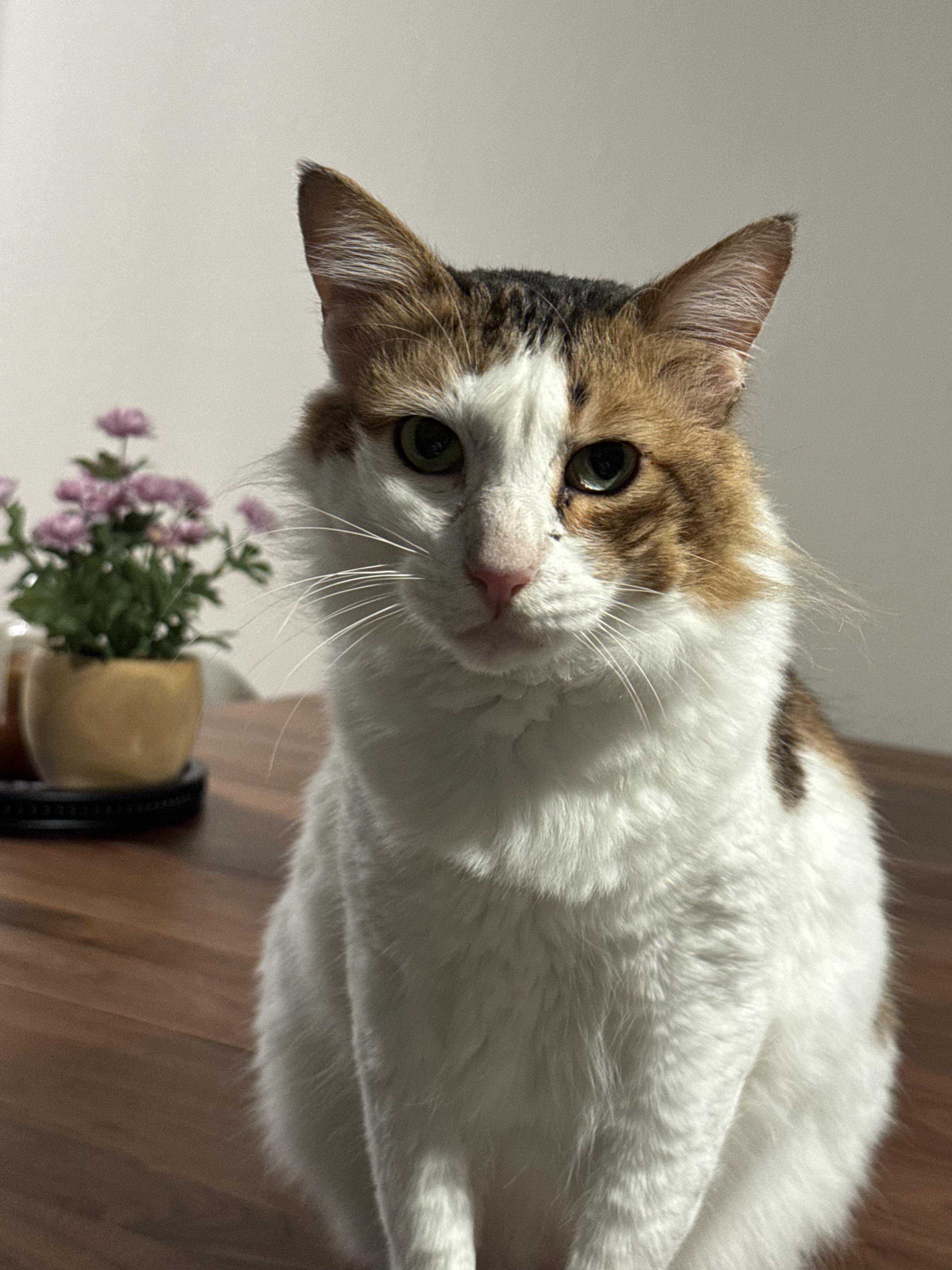 Hero, Adoptable, Adult Male Domestic Medium Hair & Turkish Van.