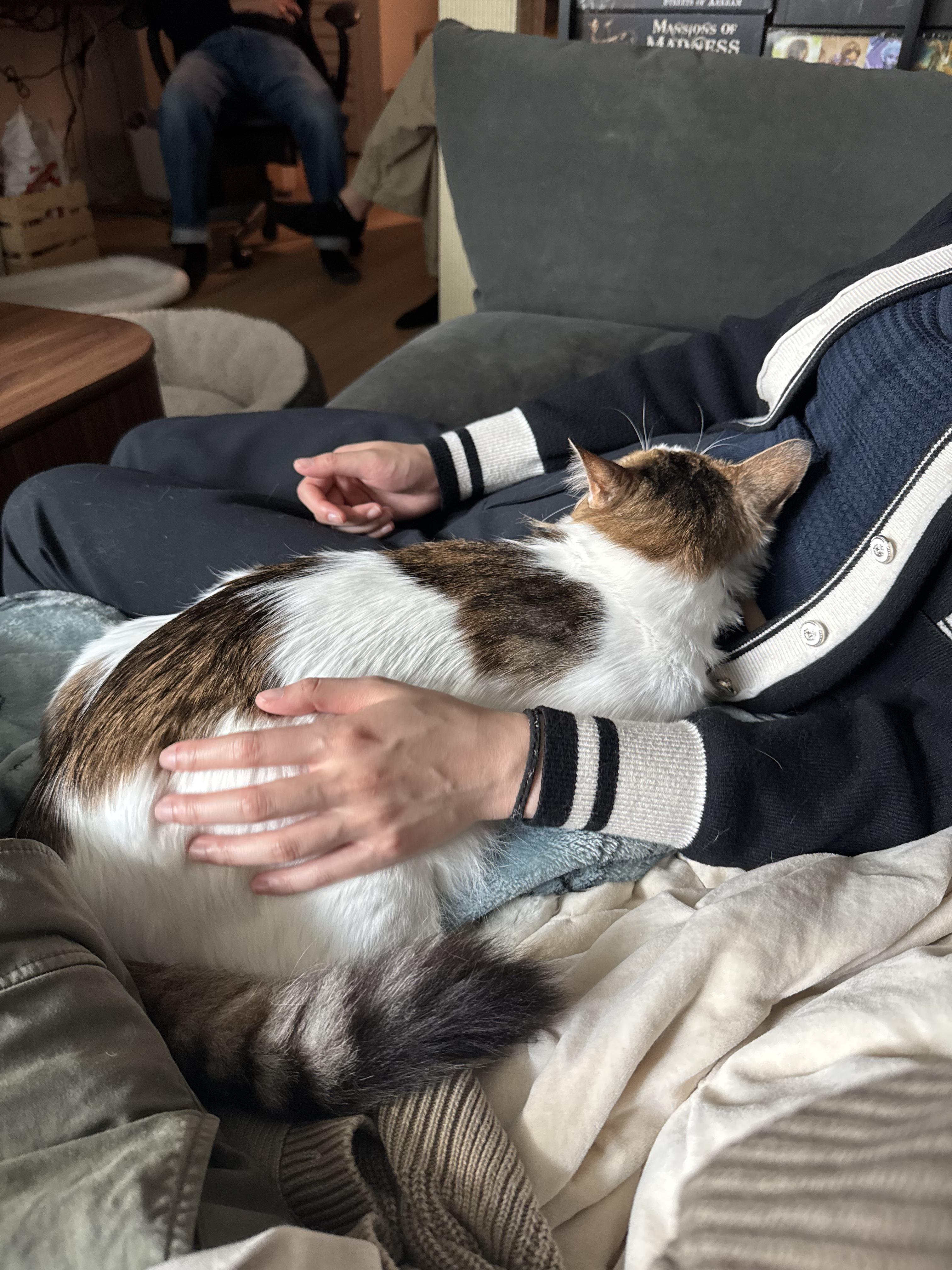 Hero, a Adoptable mixed breed in San Jose, CA image 3/5