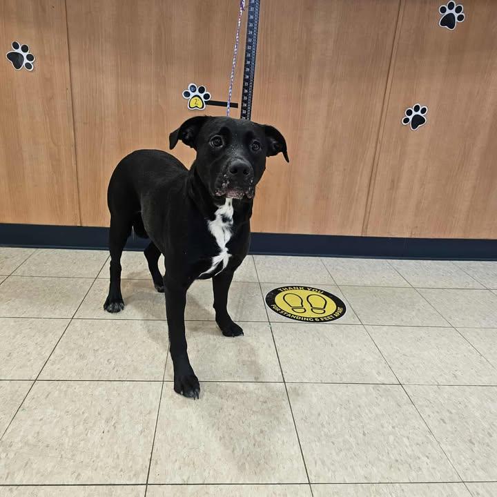 Luna, Adoptable, Adult Female Labrador Retriever & Australian Cattle Dog / Blue Heeler.