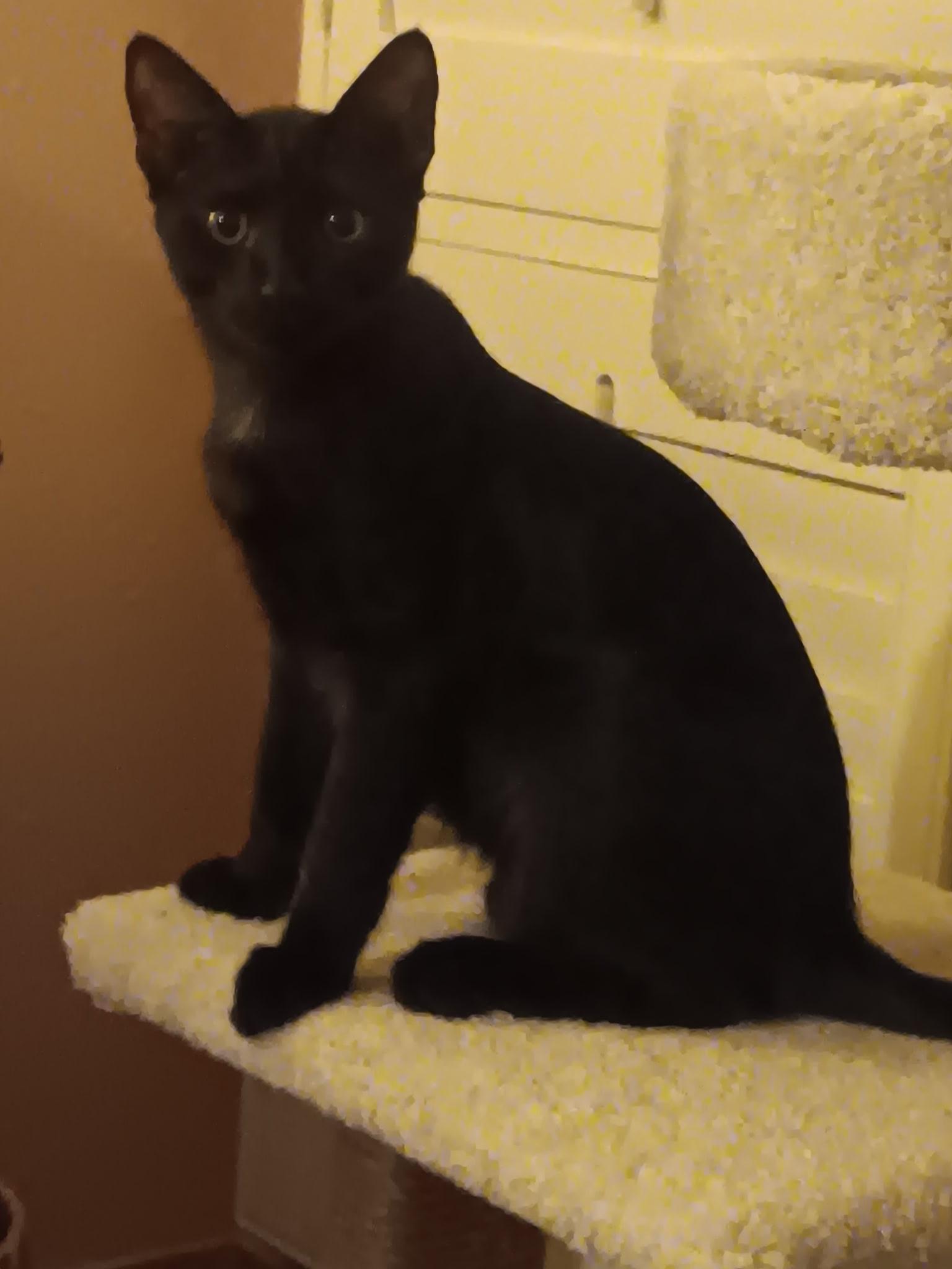 Enlarge Blackie, a ADOPTABLE American Shorthair in Laguna Beach, CA image 2/5