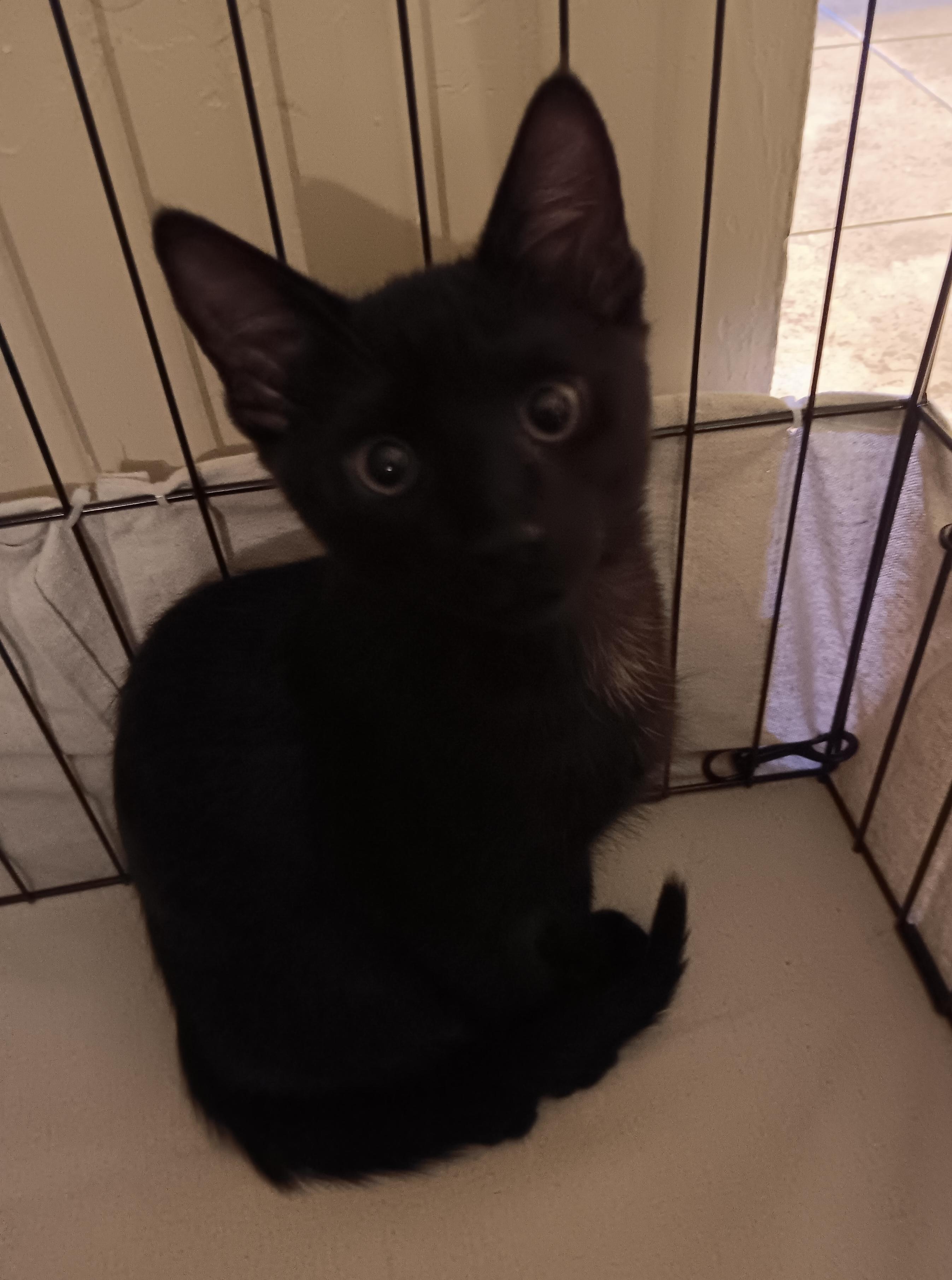 Blackie, ADOPTABLE, Kitten Male American Shorthair.