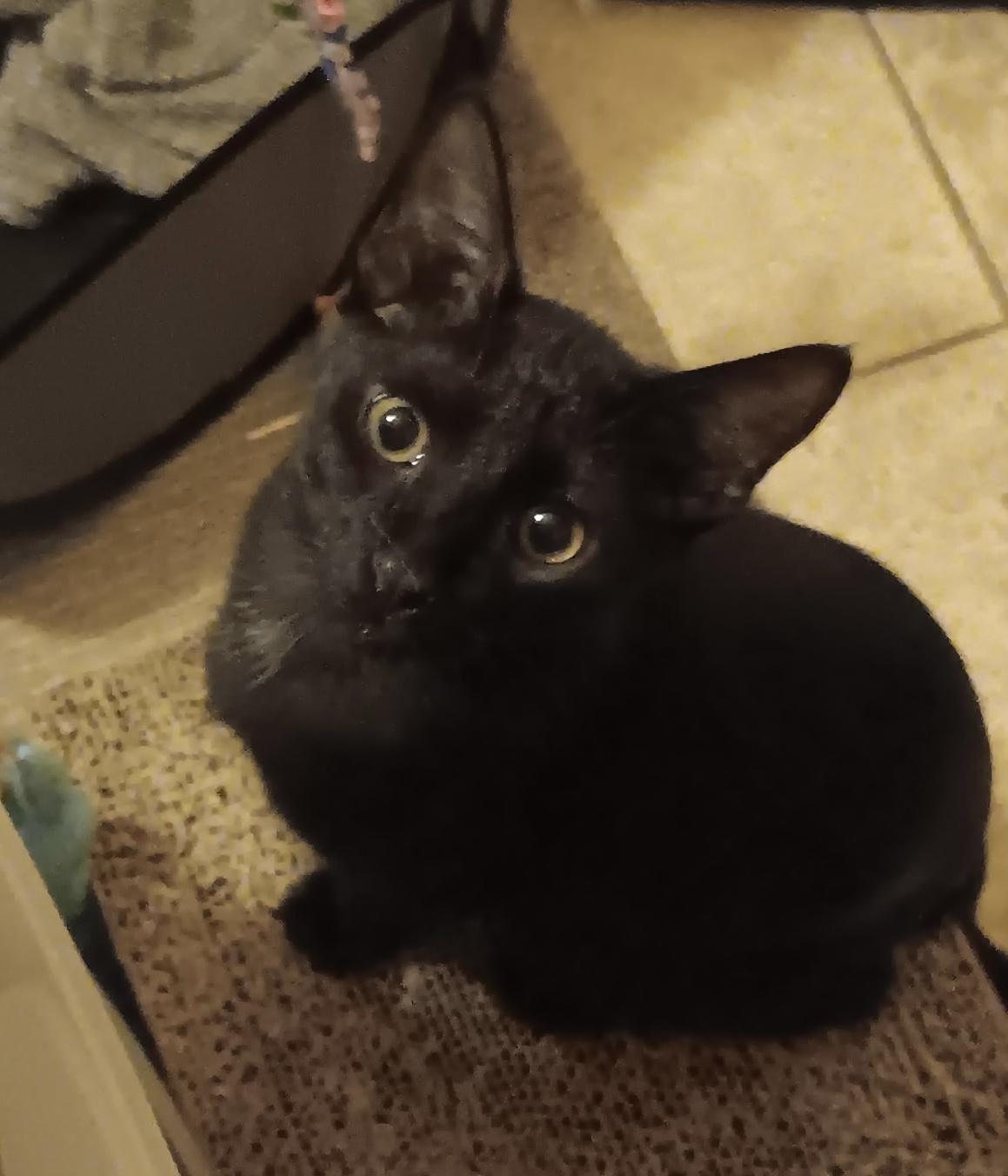 Enlarge Blackie, a ADOPTABLE American Shorthair in Laguna Beach, CA image 1/5