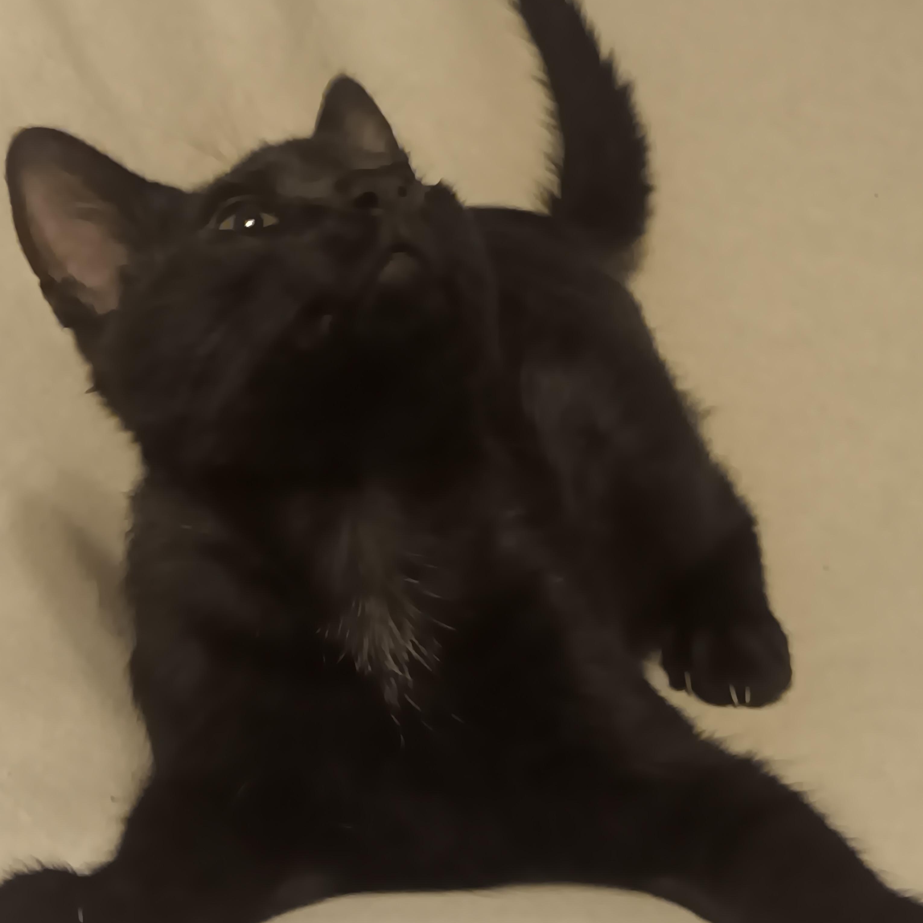 Enlarge Blackie, a ADOPTABLE American Shorthair in Laguna Beach, CA image 2/3