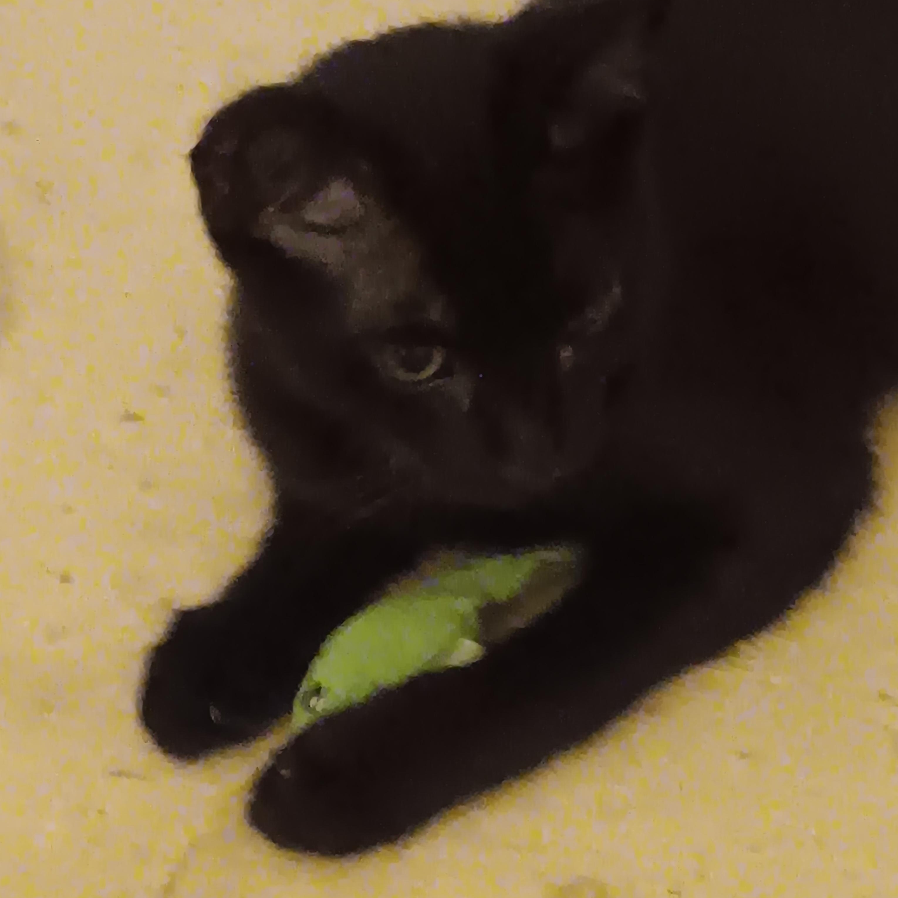 Enlarge Blackie, a ADOPTABLE American Shorthair in Laguna Beach, CA image 3/3