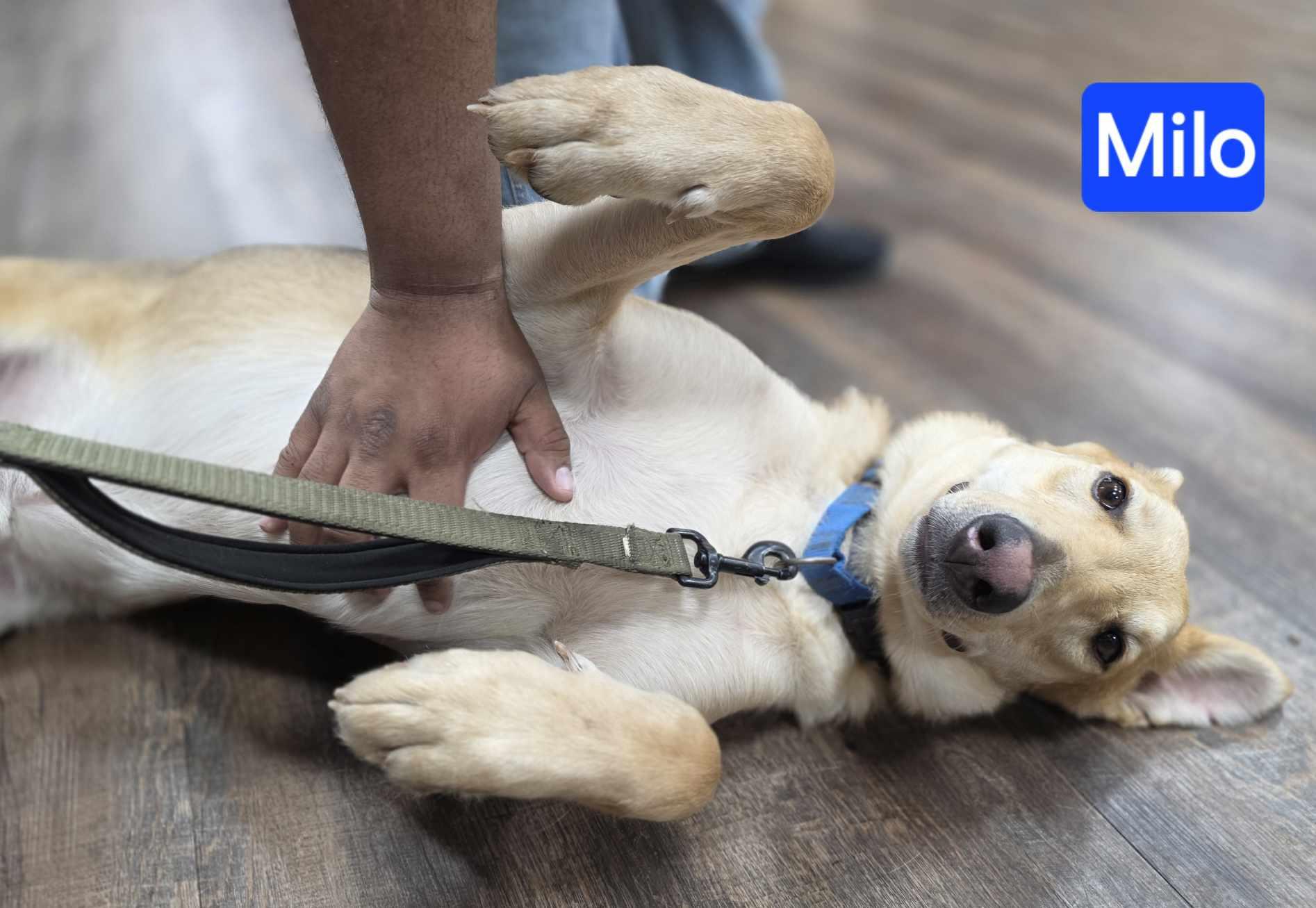 Enlarge Milo, a Adoptable mixed breed in Hagerstown, MD image 5/6