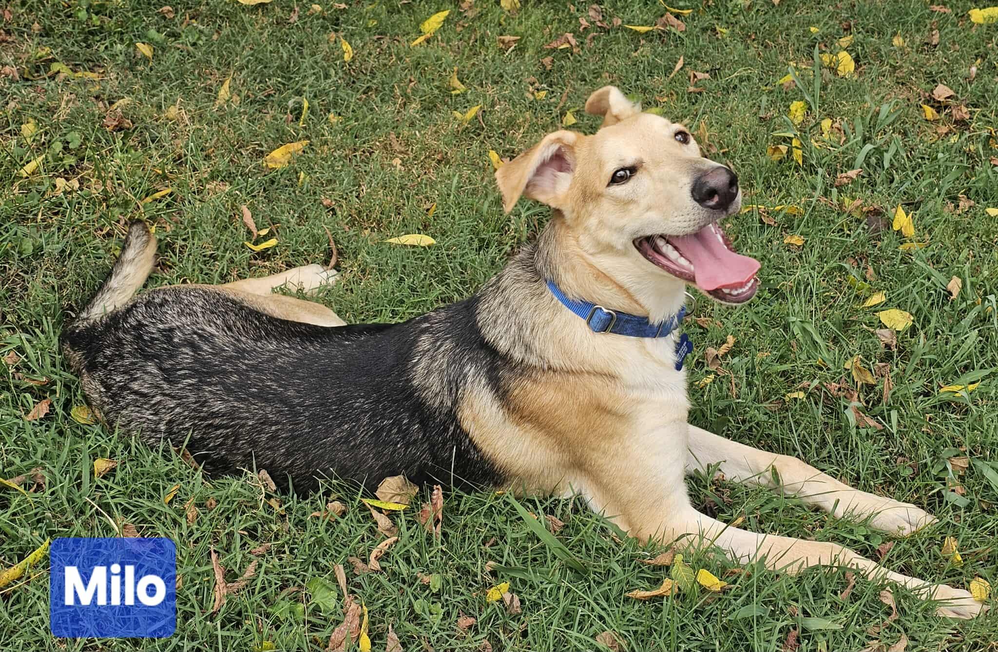 Milo, a Adoptable mixed breed in Hagerstown, MD image 3/6