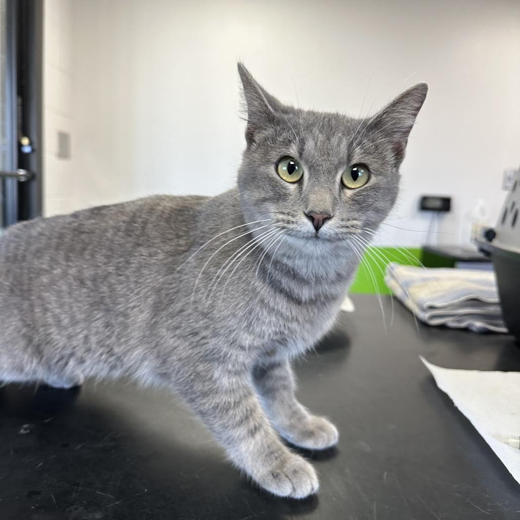 Cranberry, Adoptable, Adult Female American Shorthair.