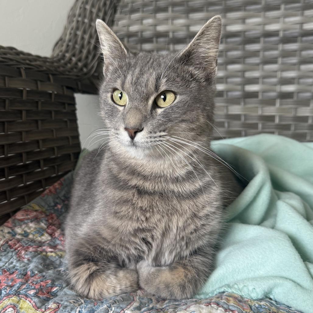 Enlarge Cranberry, a Adoptable American Shorthair in Ponca City, OK image 2/6