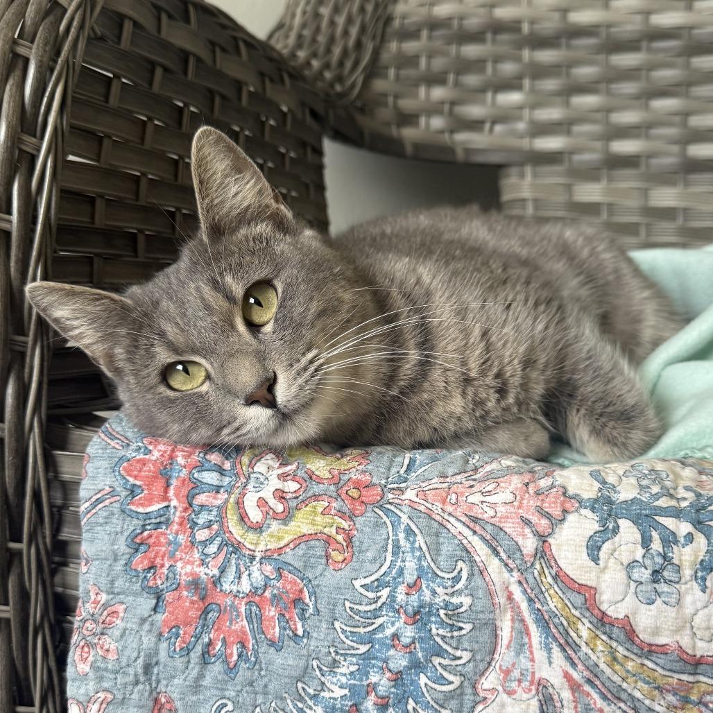 Enlarge Cranberry, a Adoptable American Shorthair in Ponca City, OK image 3/6