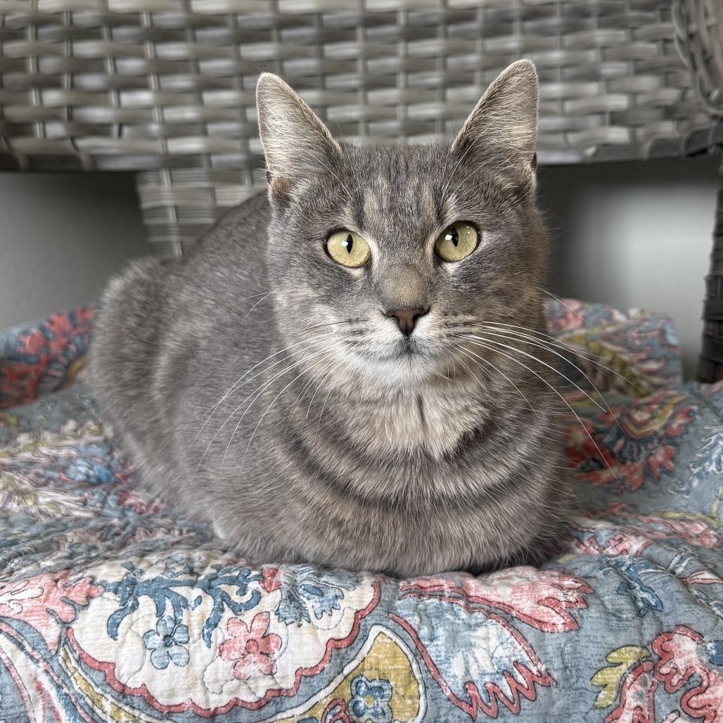 Enlarge Cranberry, a Adoptable American Shorthair in Ponca City, OK image 4/6