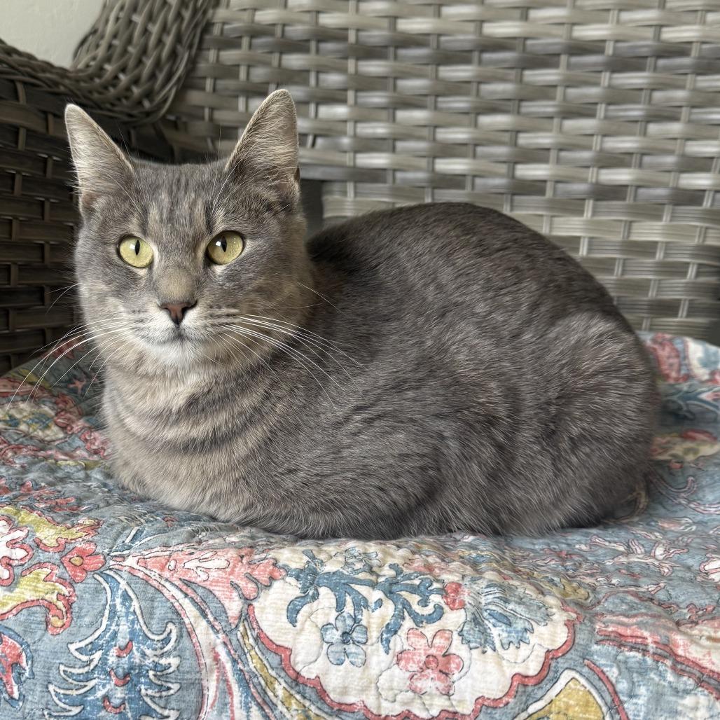 Enlarge Cranberry, a Adoptable American Shorthair in Ponca City, OK image 5/6