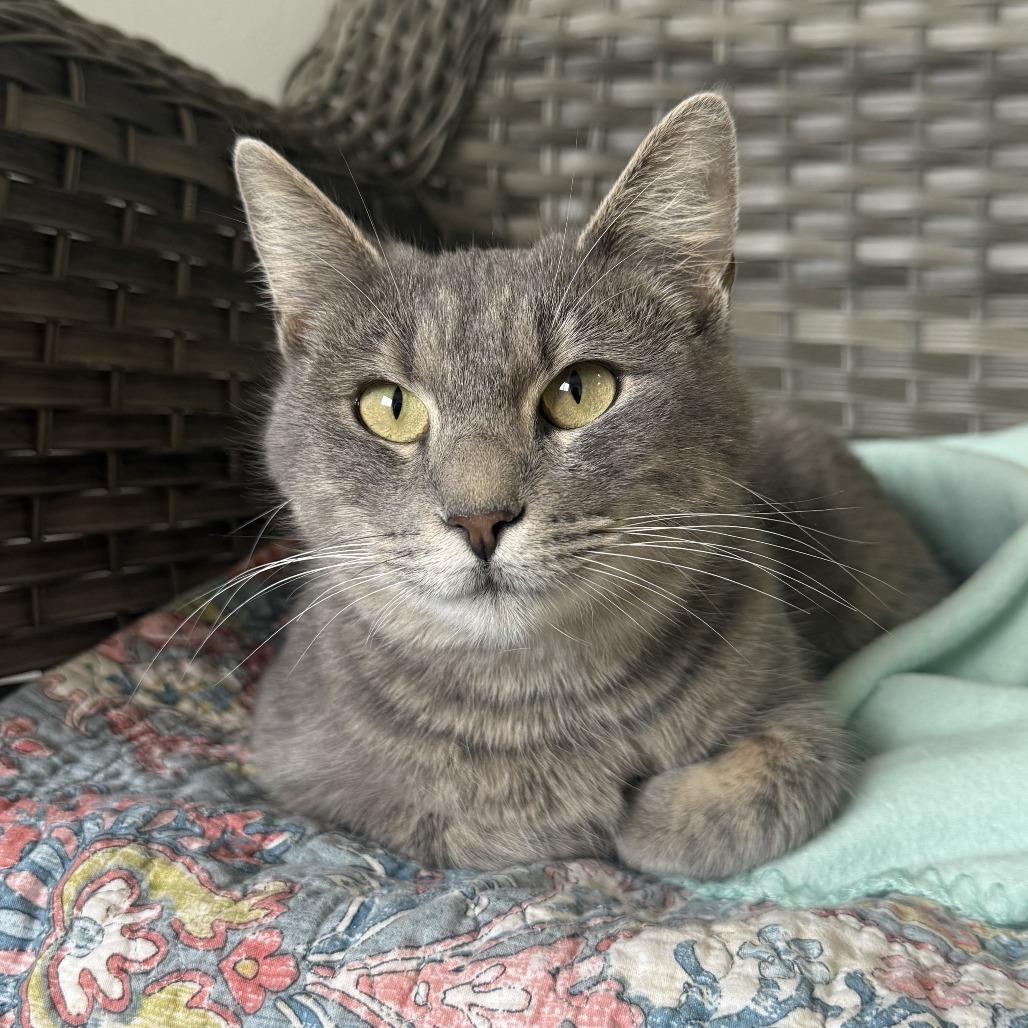 Enlarge Cranberry, a Adoptable American Shorthair in Ponca City, OK image 6/6