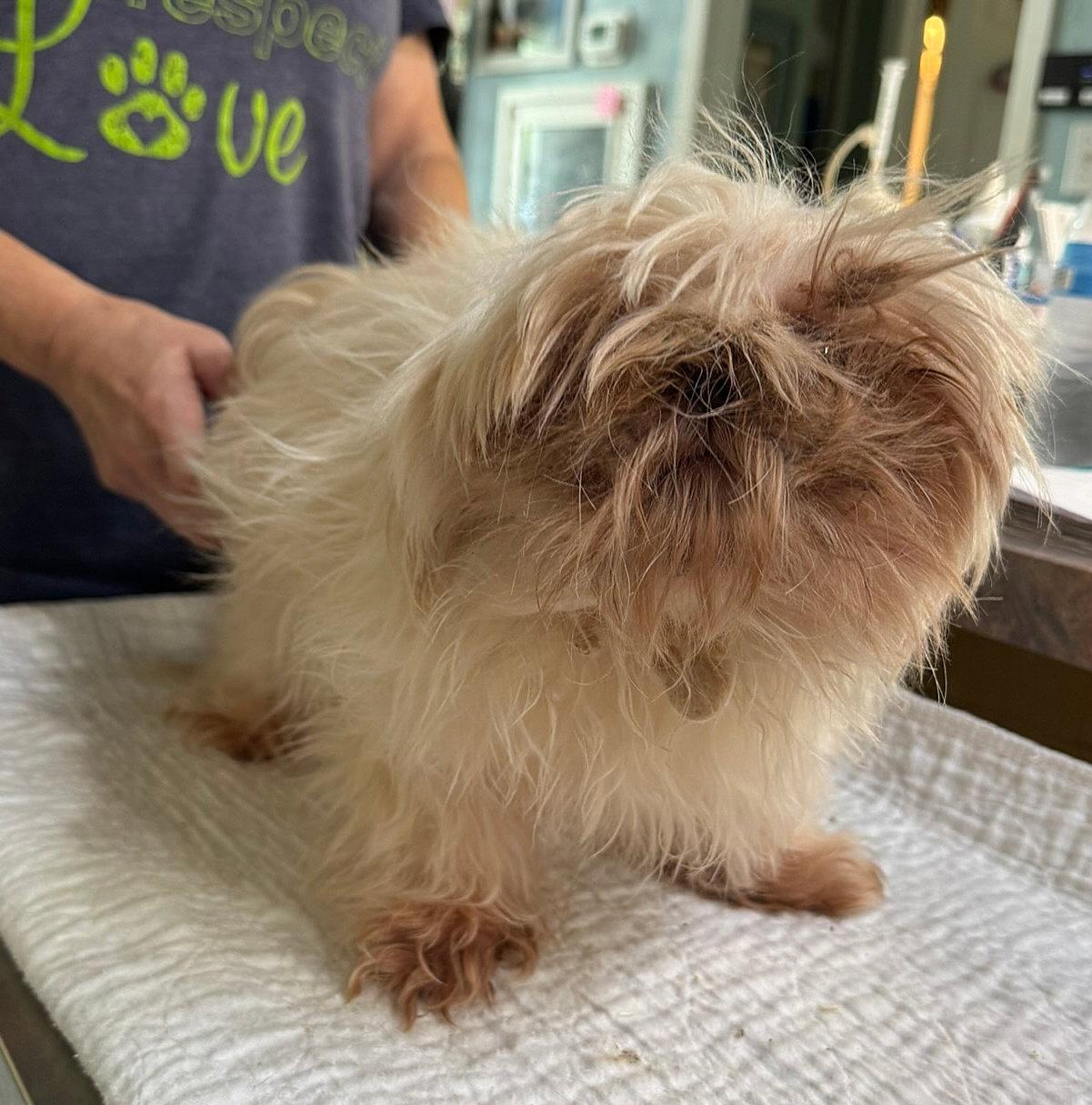 Enlarge Miss Bee Haven (NOT YET AVAILABLE), a Adopted Shih Tzu in Benton, LA image 1/1