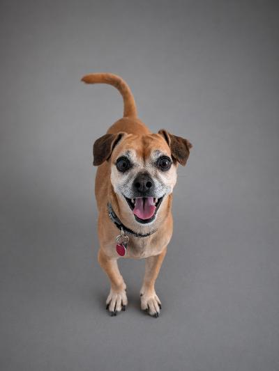 Enlarge Rinkie, an adoptable mixed breed in Vaudreuil-Dorion, QC image 3/3