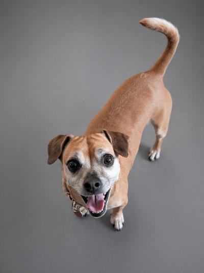 Enlarge Rinkie, an adoptable mixed breed in Vaudreuil-Dorion, QC image 1/3
