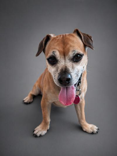 Enlarge Rinkie, an adoptable mixed breed in Vaudreuil-Dorion, QC image 2/3