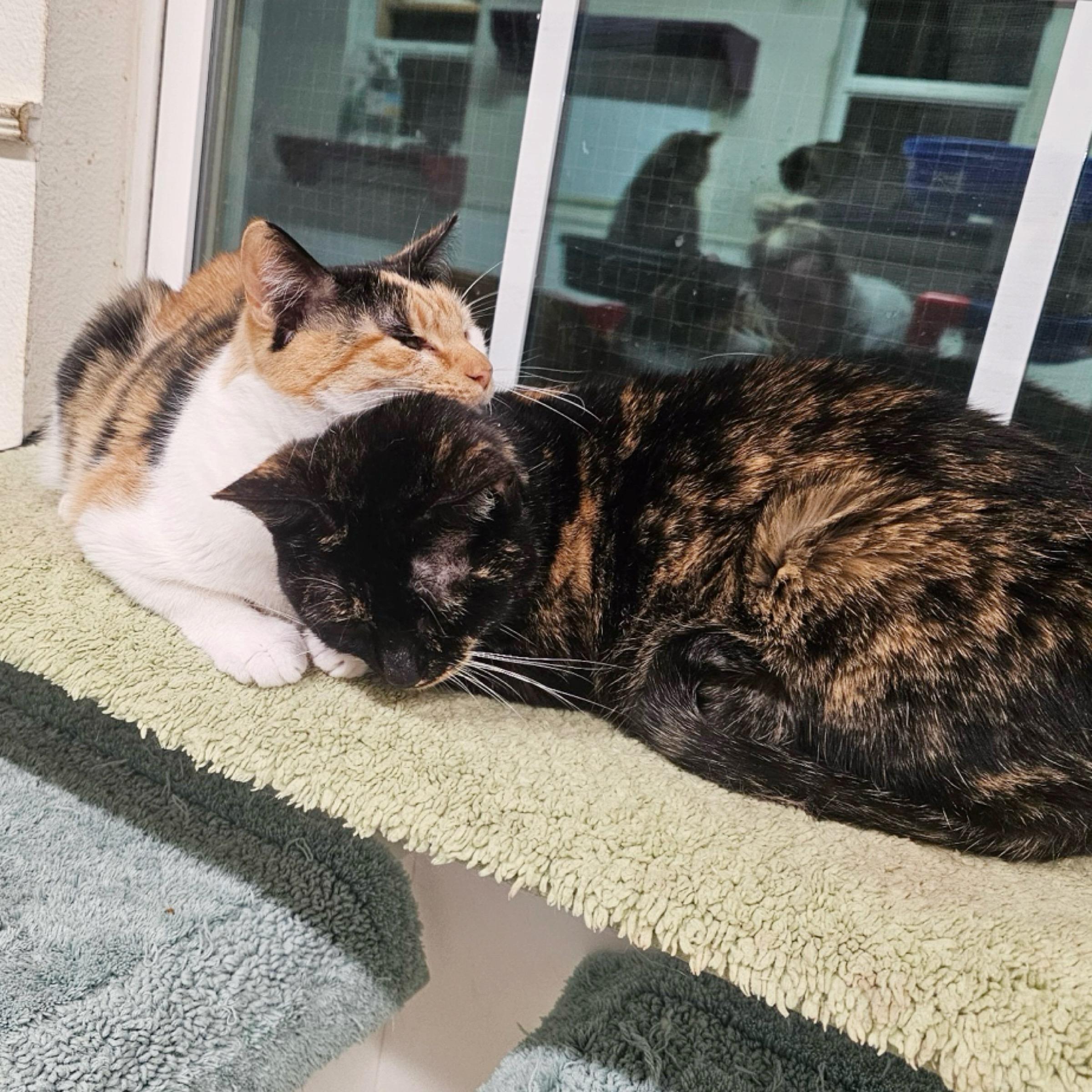 Sophie — thumbnail 3