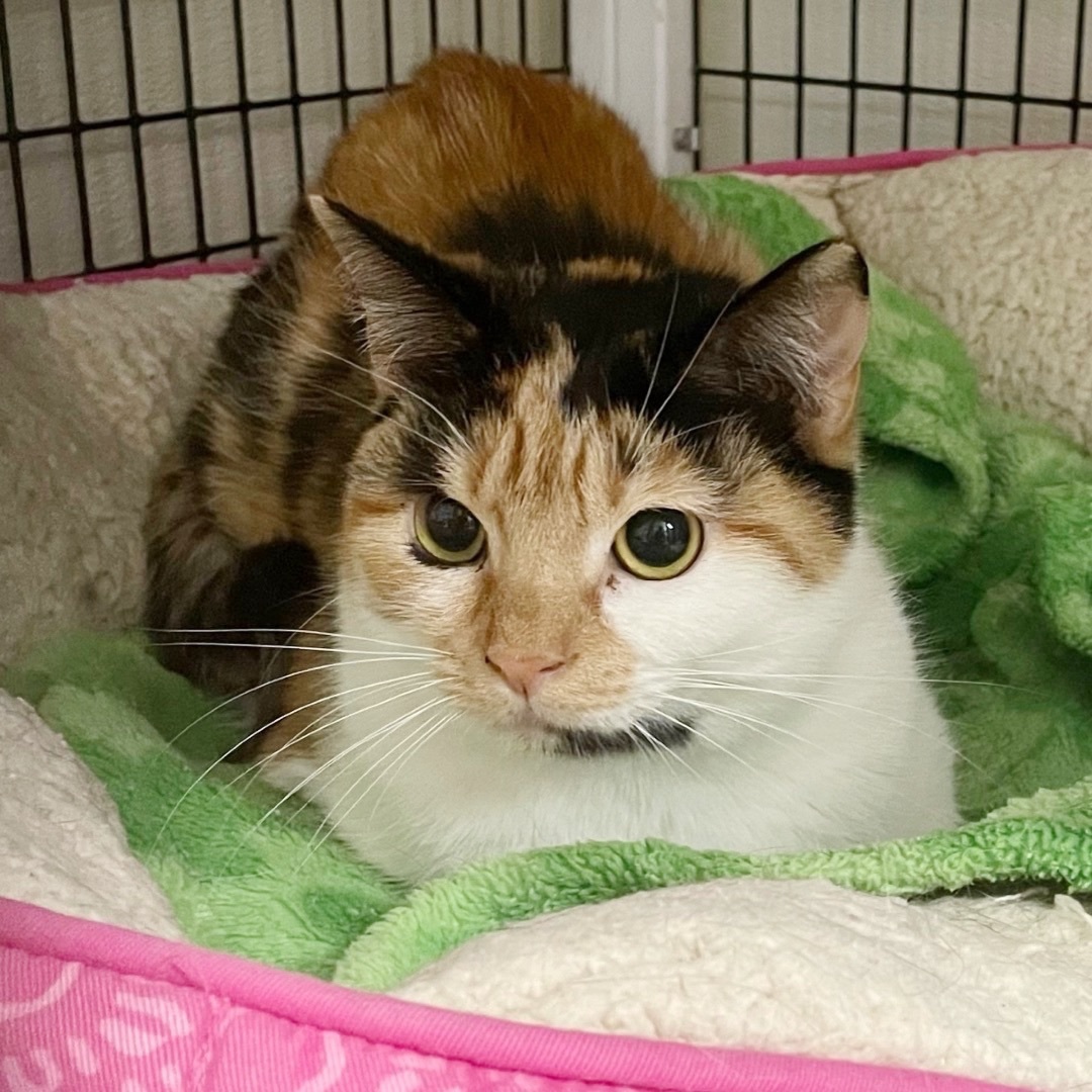 Sophie — thumbnail 4