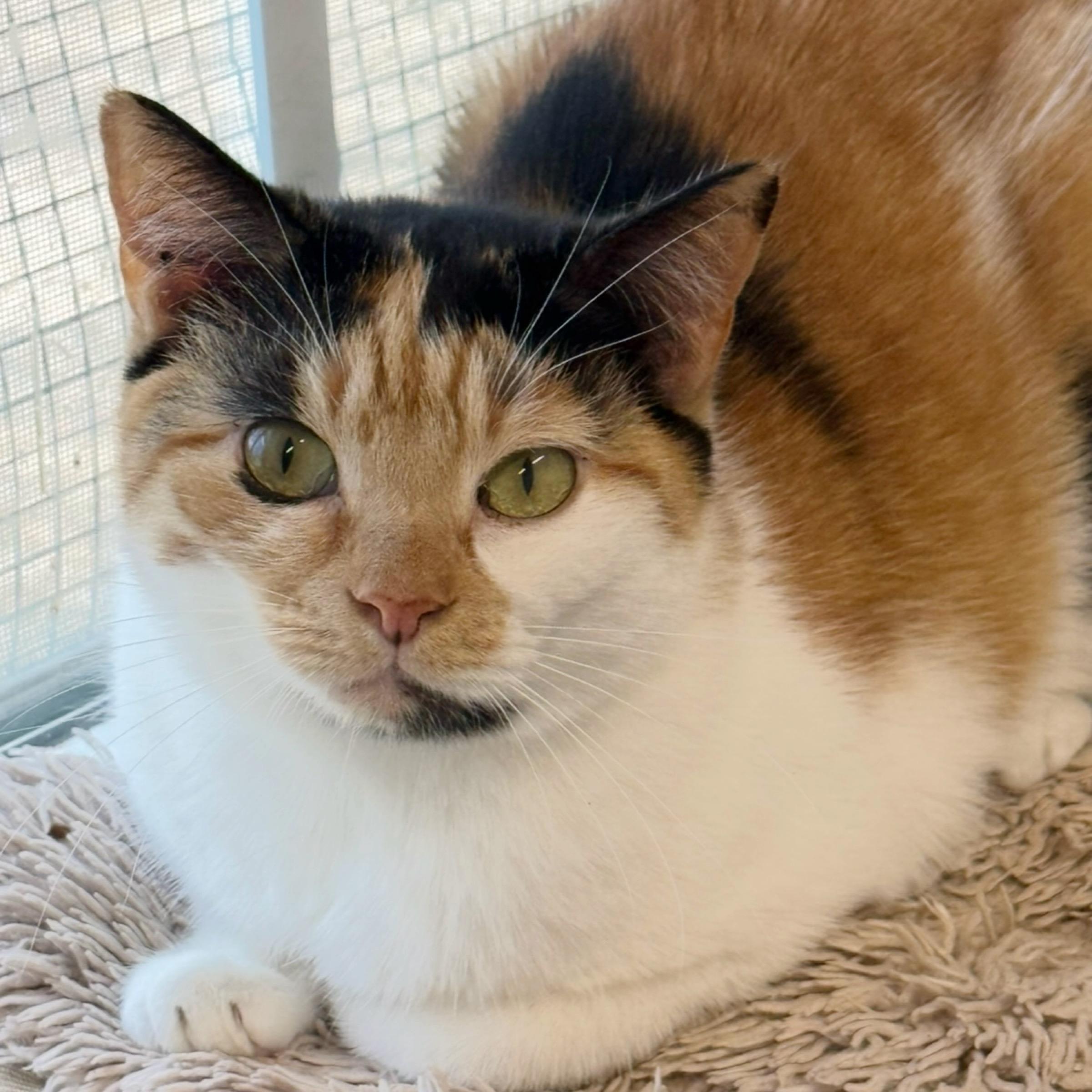 Sophie — thumbnail 6