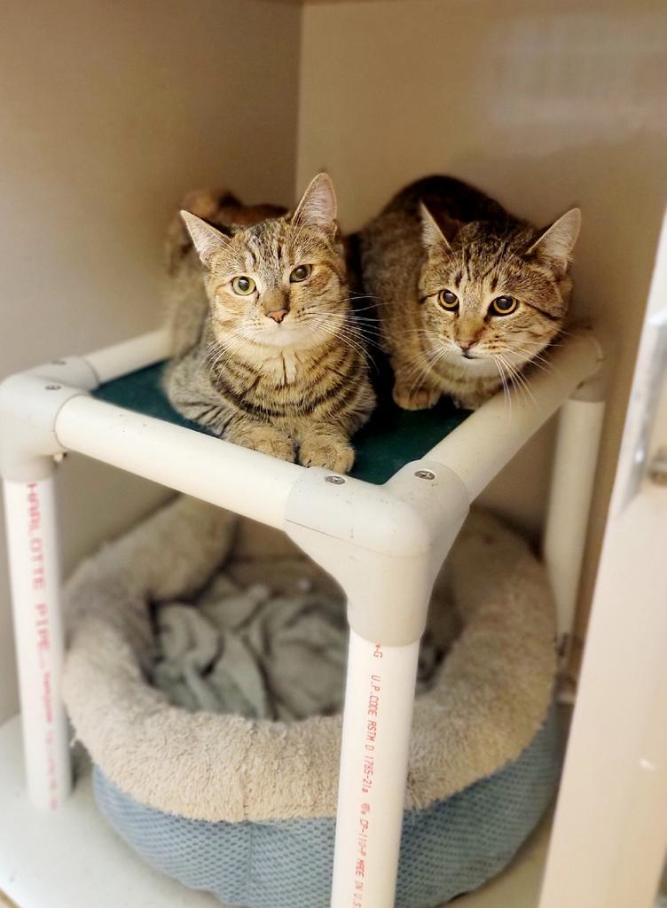 Sage, Adoptable, Young Female Domestic Short Hair.