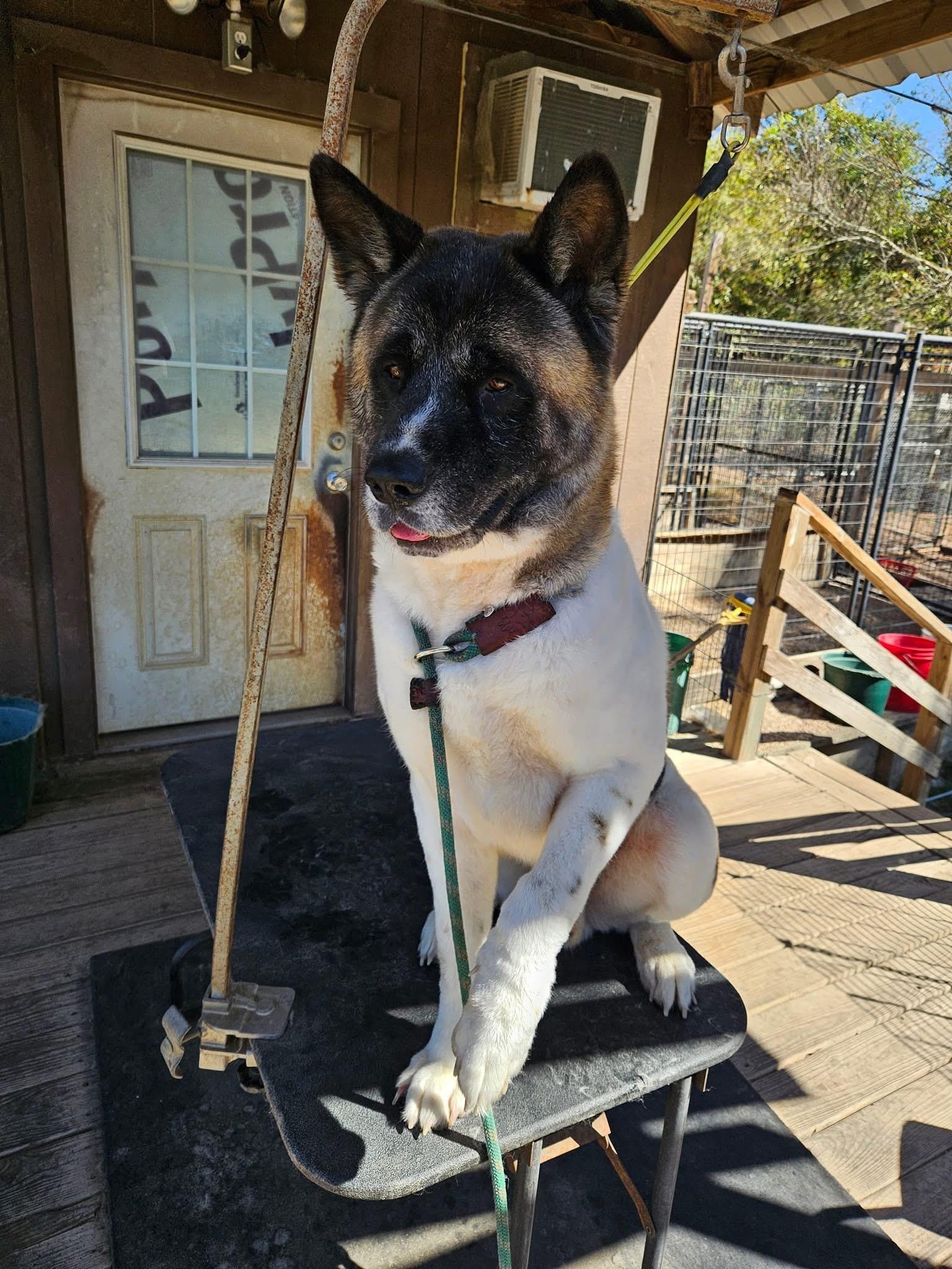 Koji, a Adoptable Akita in Toms River, NJ image 2/3