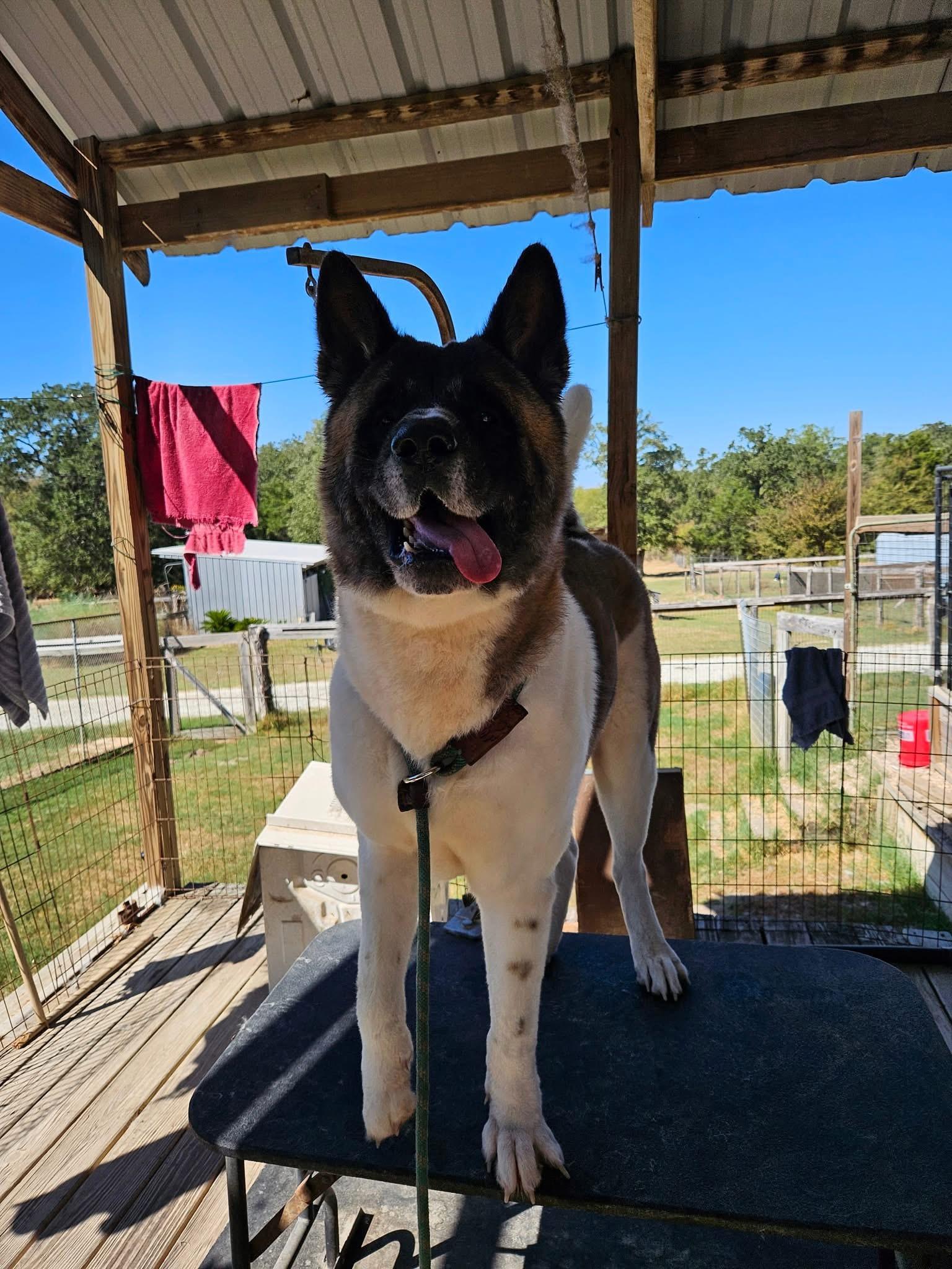 Koji, a Adoptable Akita in Toms River, NJ image 3/3