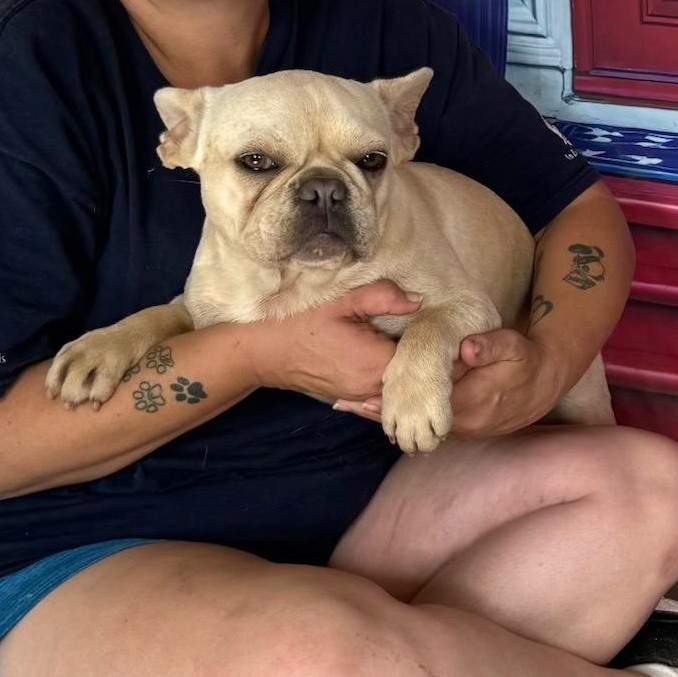 Harlow, adopted, Young Female French Bulldog.