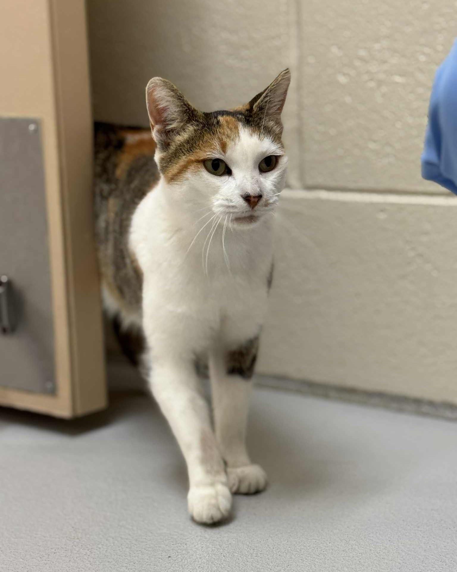 Ethel, ADOPTABLE, Adult Female Domestic Short Hair.