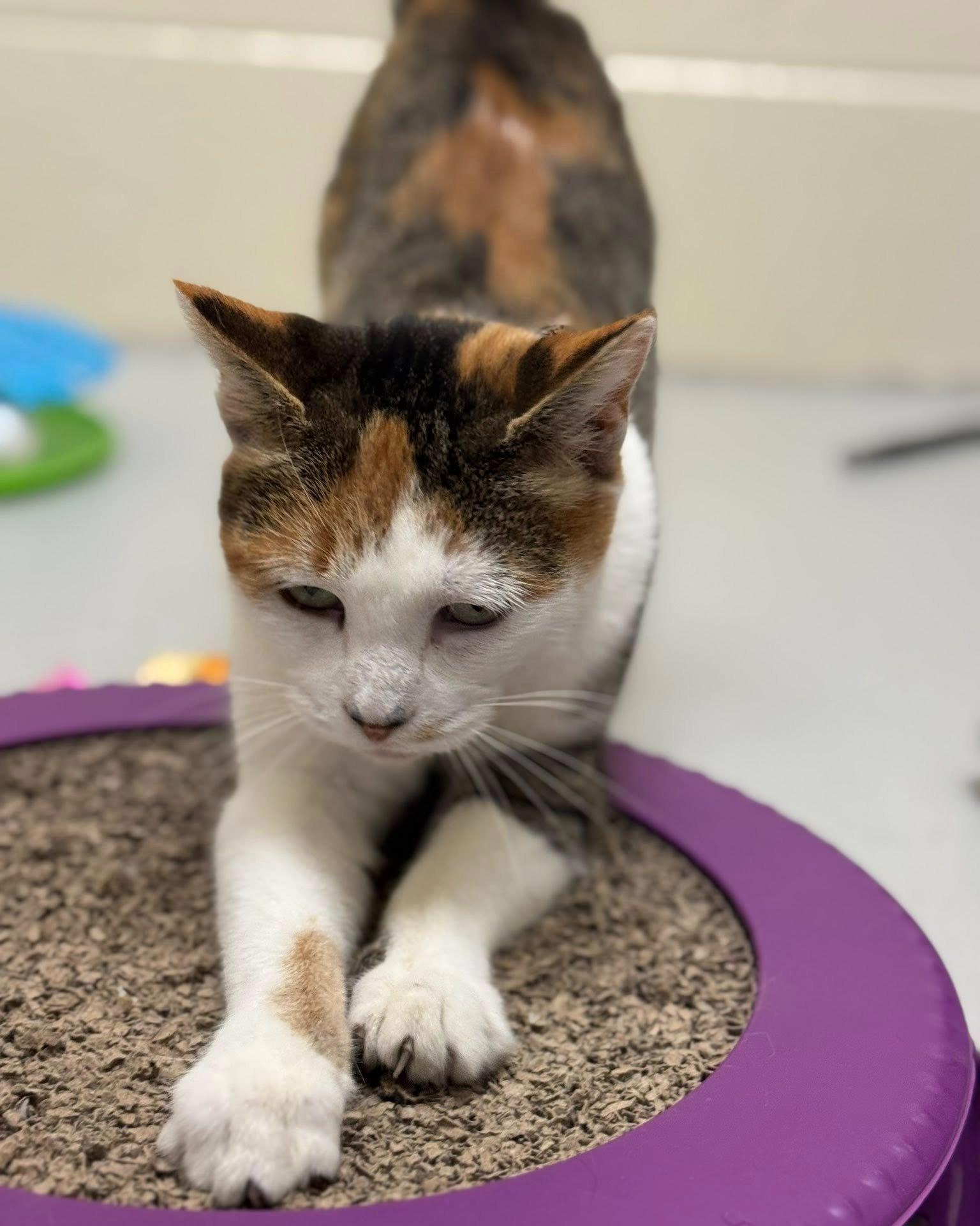 Ethel, a ADOPTABLE mixed breed in Fremont, MI image 2/5