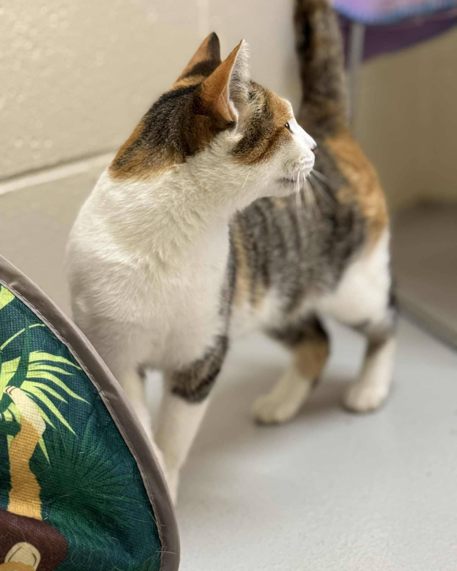 Ethel, a ADOPTABLE mixed breed in Fremont, MI image 3/5