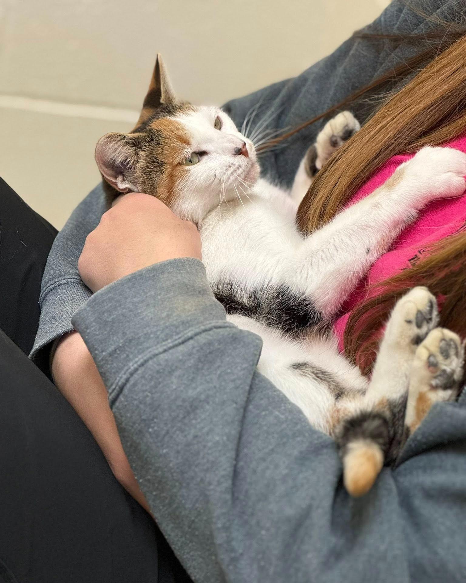 Ethel, a ADOPTABLE mixed breed in Fremont, MI image 4/5