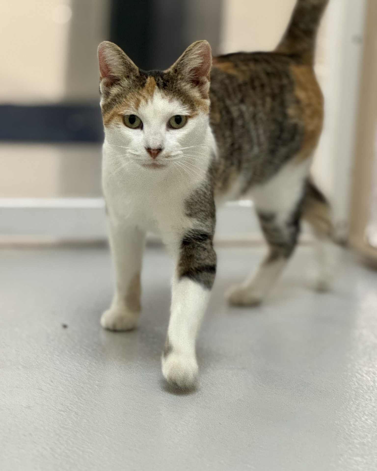 Ethel, a ADOPTABLE mixed breed in Fremont, MI image 5/5