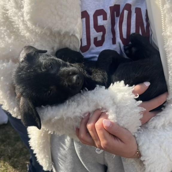 Enlarge Gamer, an adopted mixed breed in Stowe, VT image 5/6