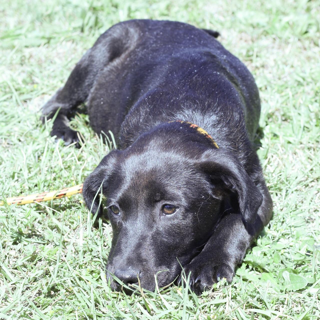 Enlarge Gamer, an adopted mixed breed in Stowe, VT image 2/6