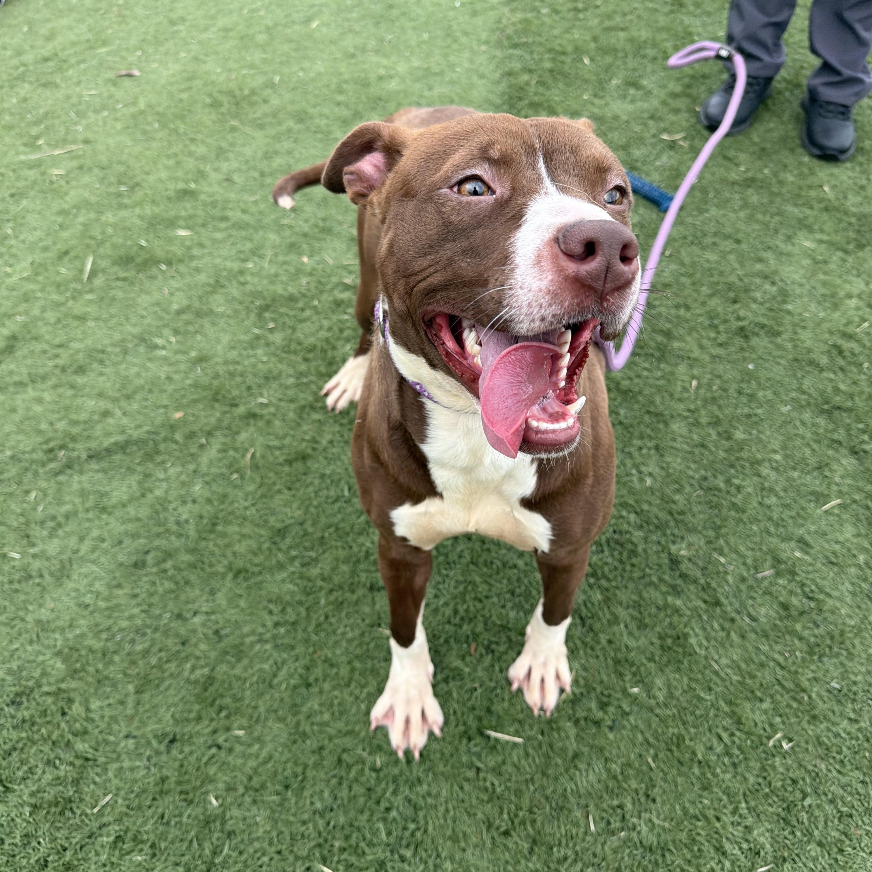 Enlarge Clara, a ADOPTABLE mixed breed in Albemarle, NC image 4/4