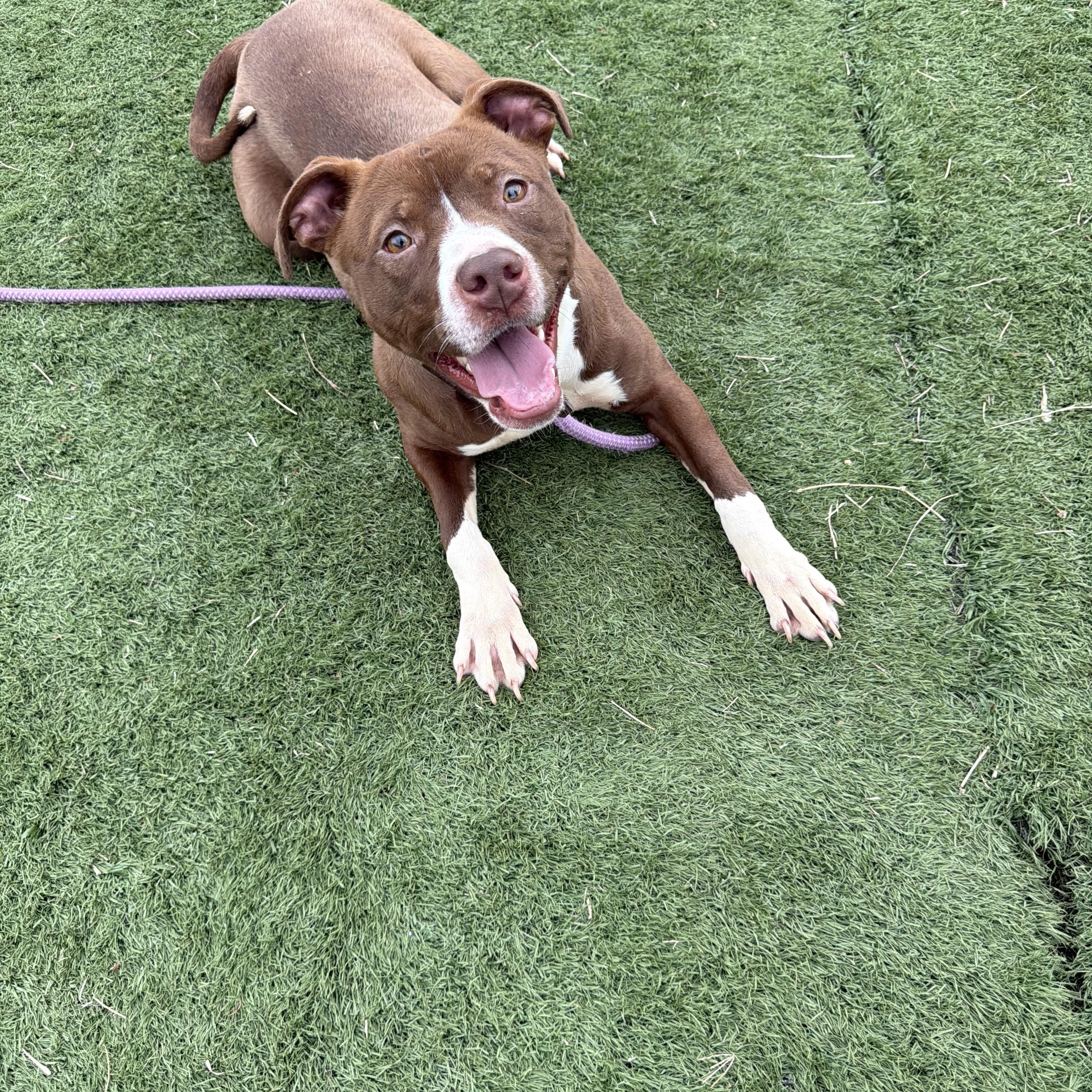 Enlarge Clara, a ADOPTABLE mixed breed in Albemarle, NC image 1/4