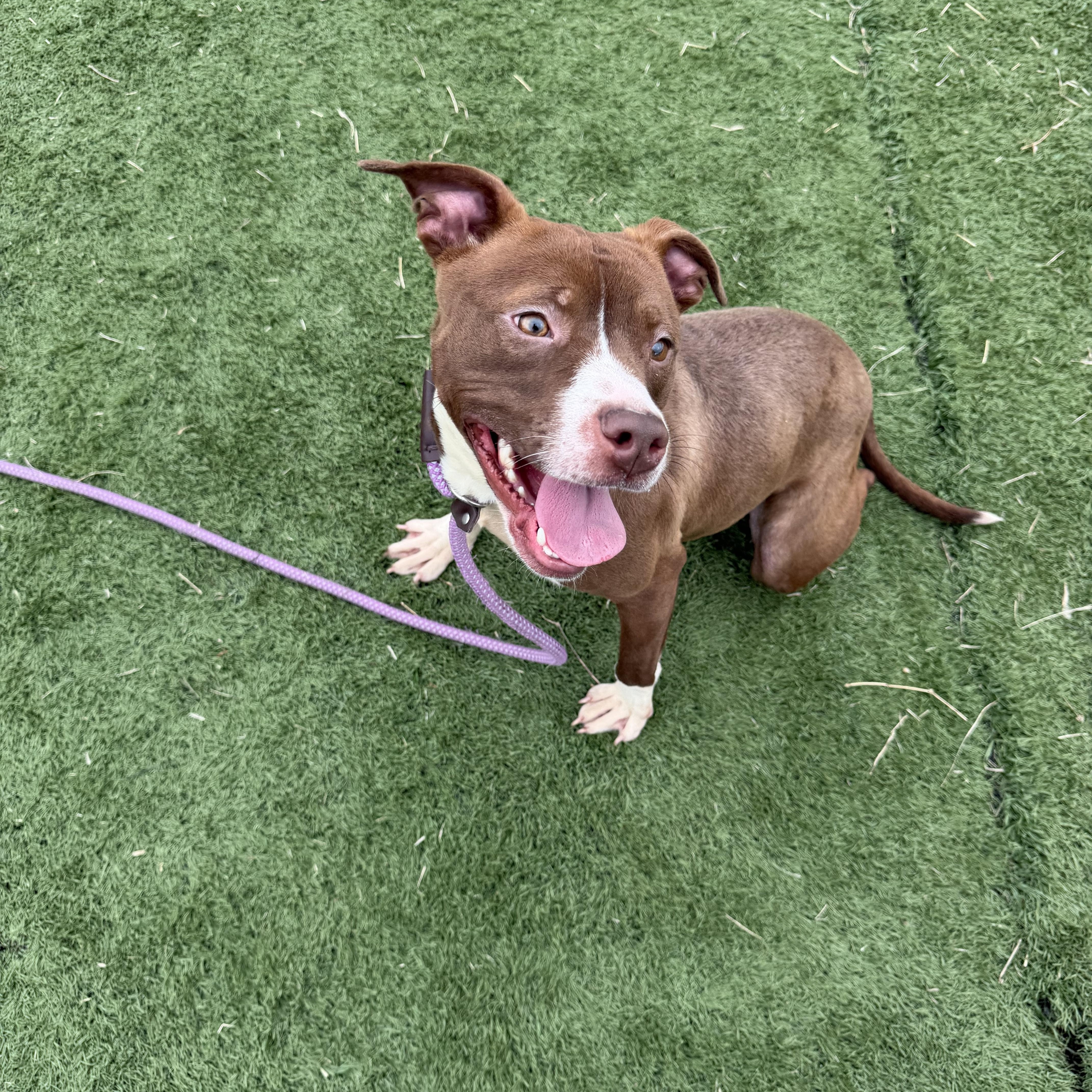 Enlarge Clara, a ADOPTABLE mixed breed in Albemarle, NC image 3/4