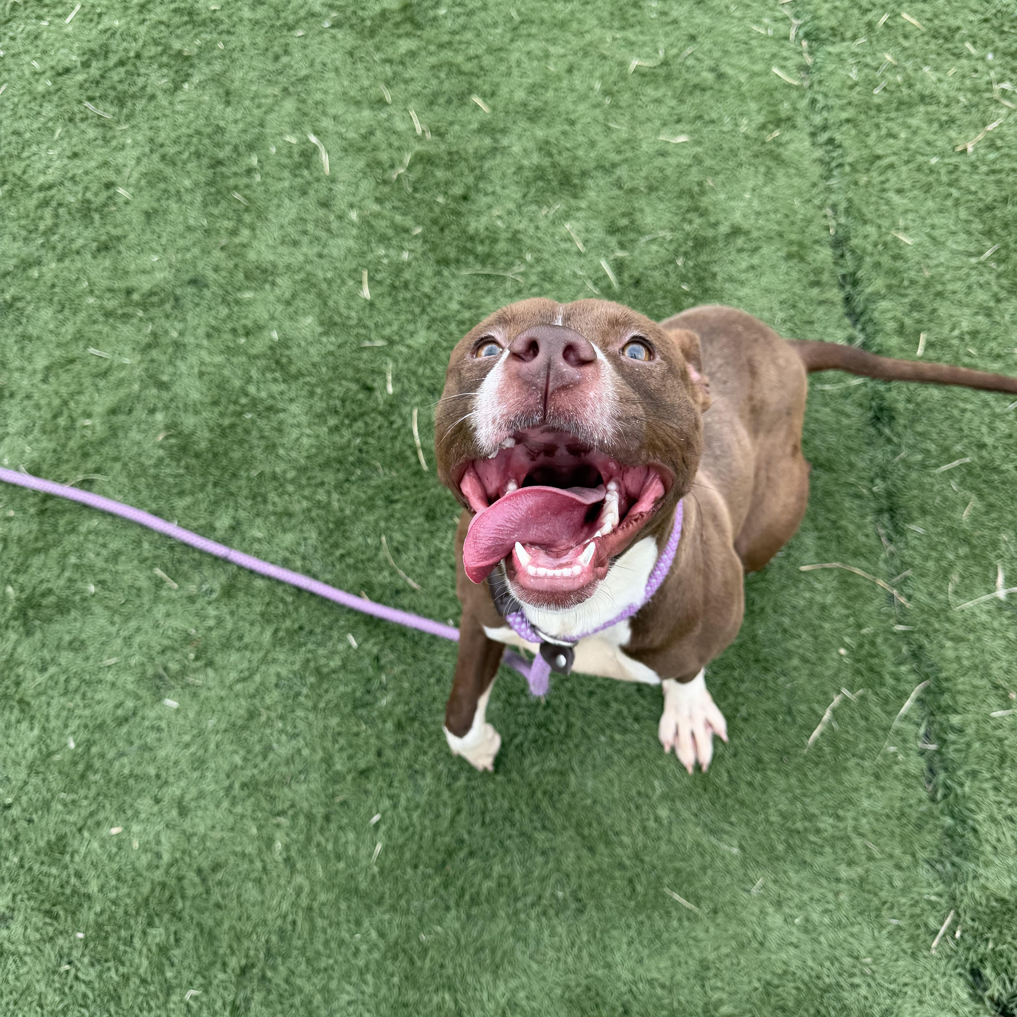 Enlarge Clara, a ADOPTABLE mixed breed in Albemarle, NC image 2/4