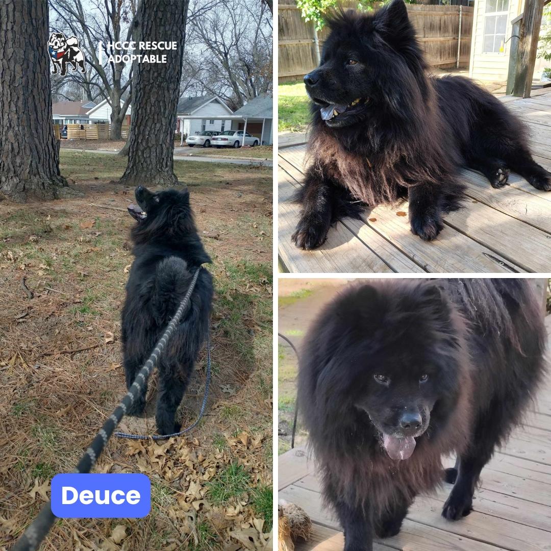 Enlarge Deuce, a Adopted Chow Chow in Houston, TX image 1/2
