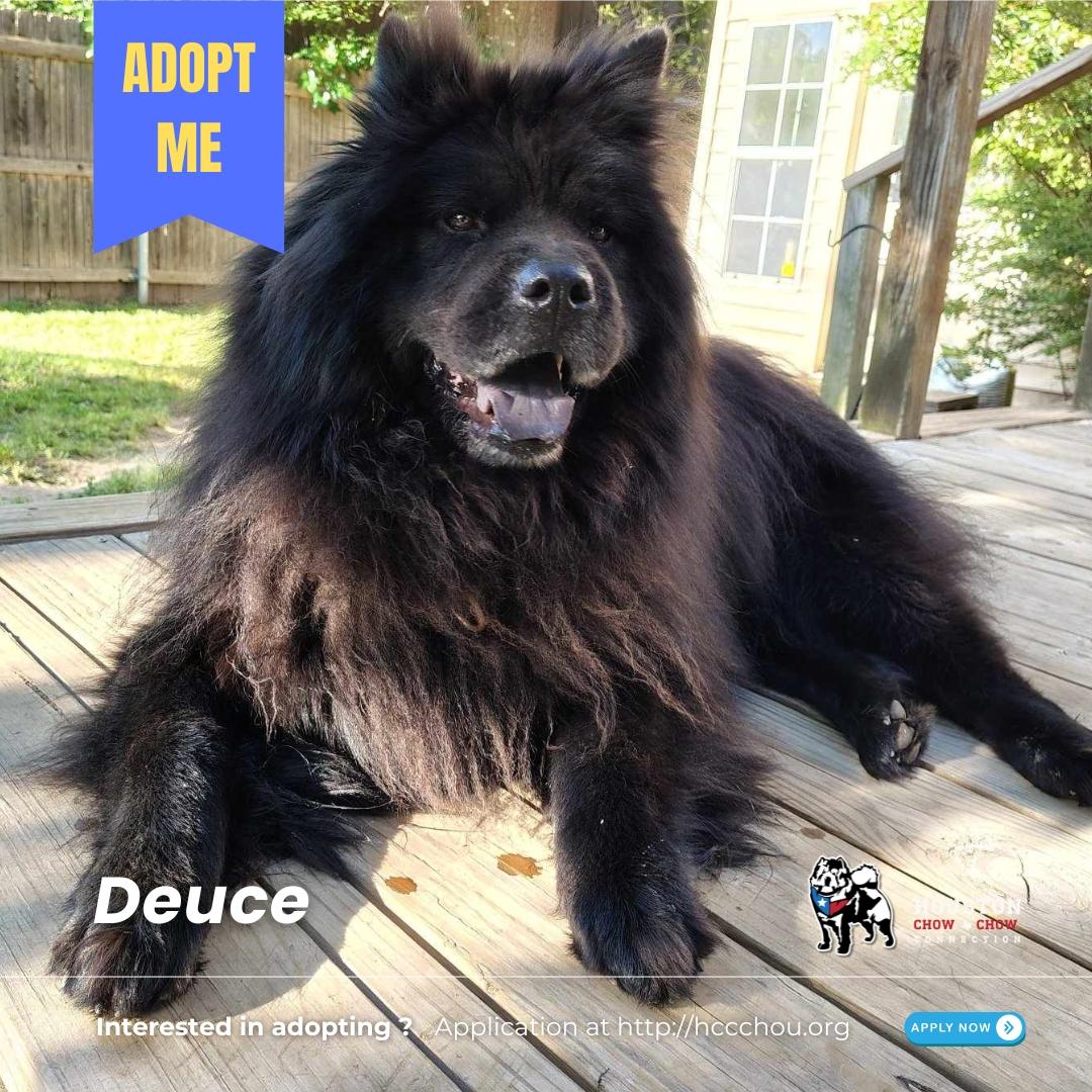 Enlarge Deuce, a Adopted Chow Chow in Houston, TX image 2/2
