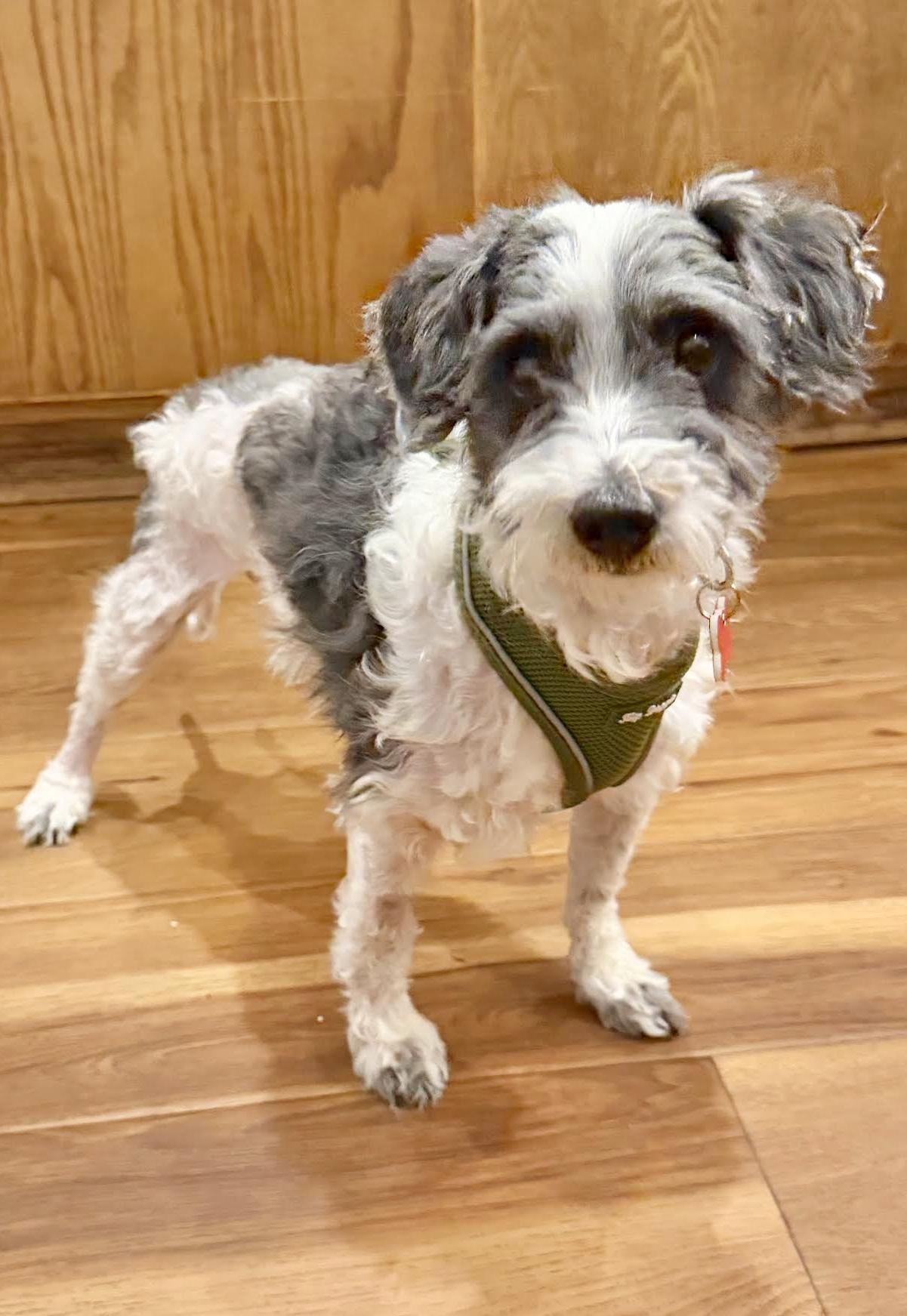 Enlarge Ash, a Adoptable mixed breed in Boulder, CO image 5/6