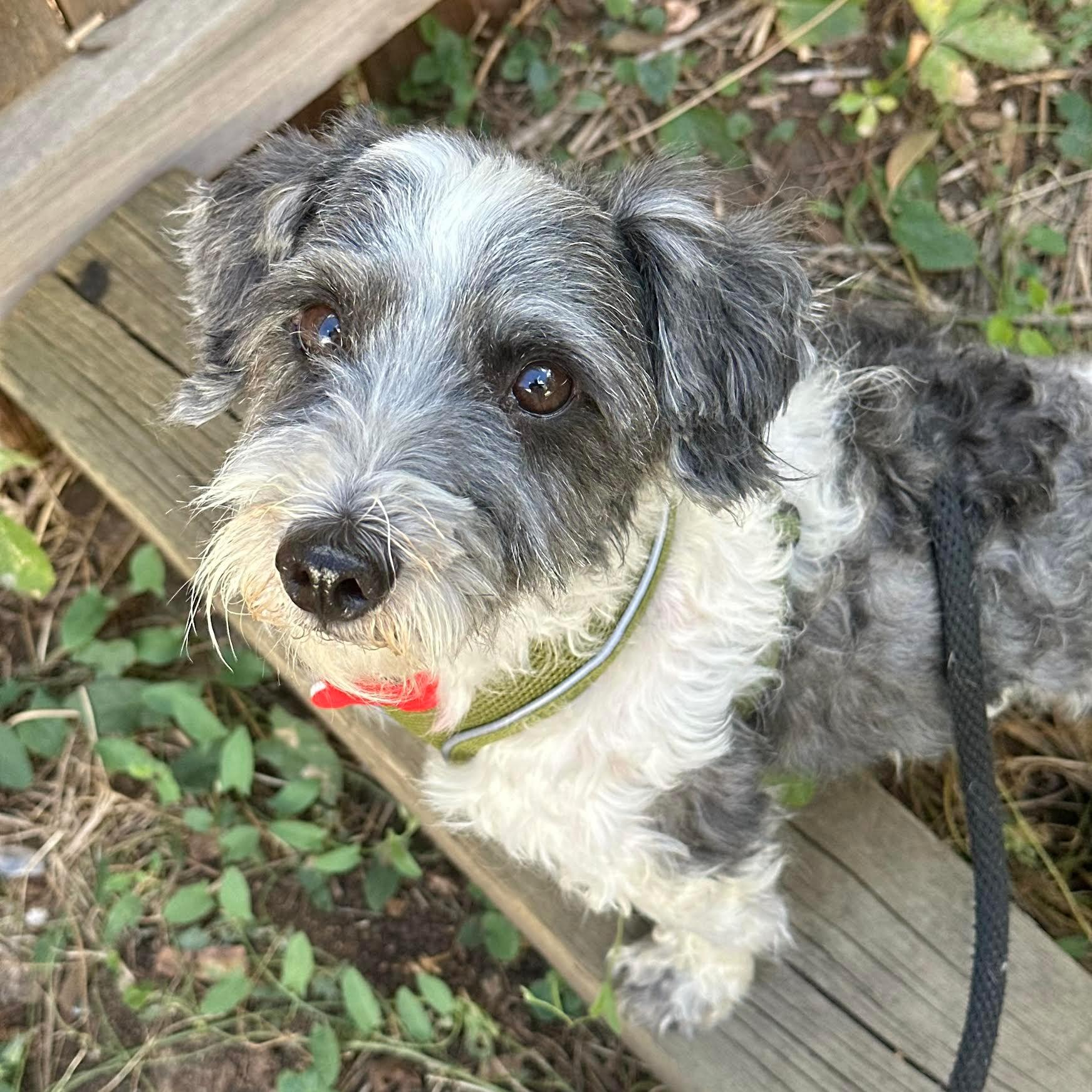 Enlarge Ash, a Adoptable mixed breed in Boulder, CO image 1/6