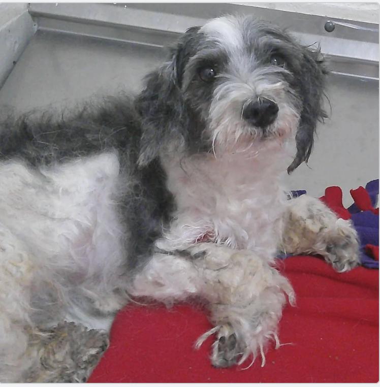 Enlarge Ash, a Adoptable mixed breed in Boulder, CO image 3/6