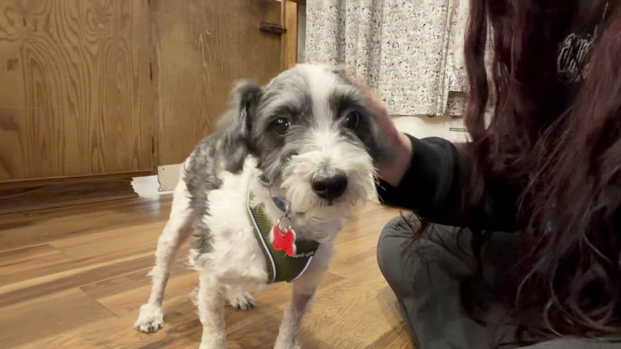 Enlarge Ash, a Adoptable mixed breed in Boulder, CO video 2/6