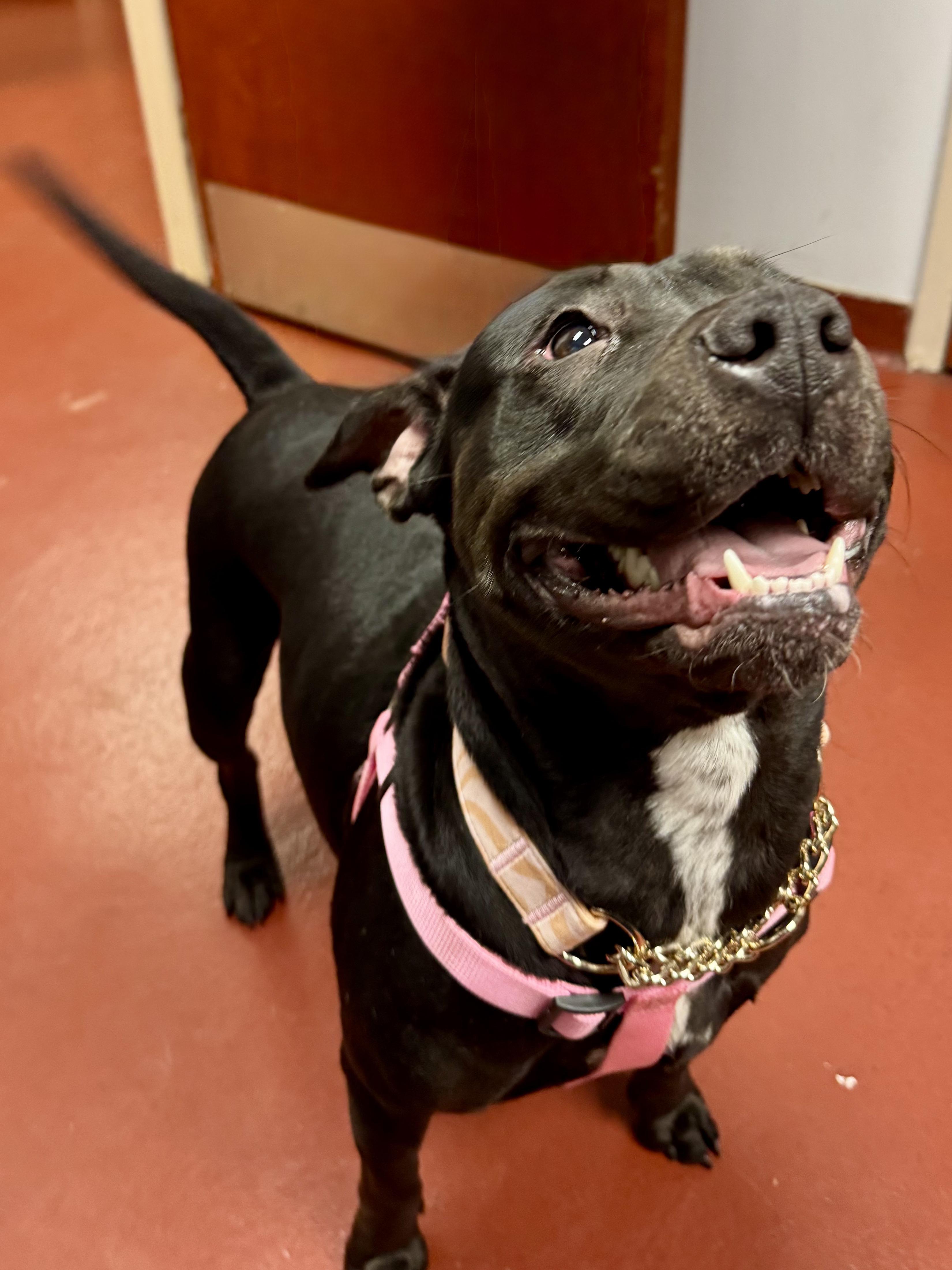Padme, ADOPTABLE, Adult Female Pit Bull Terrier.