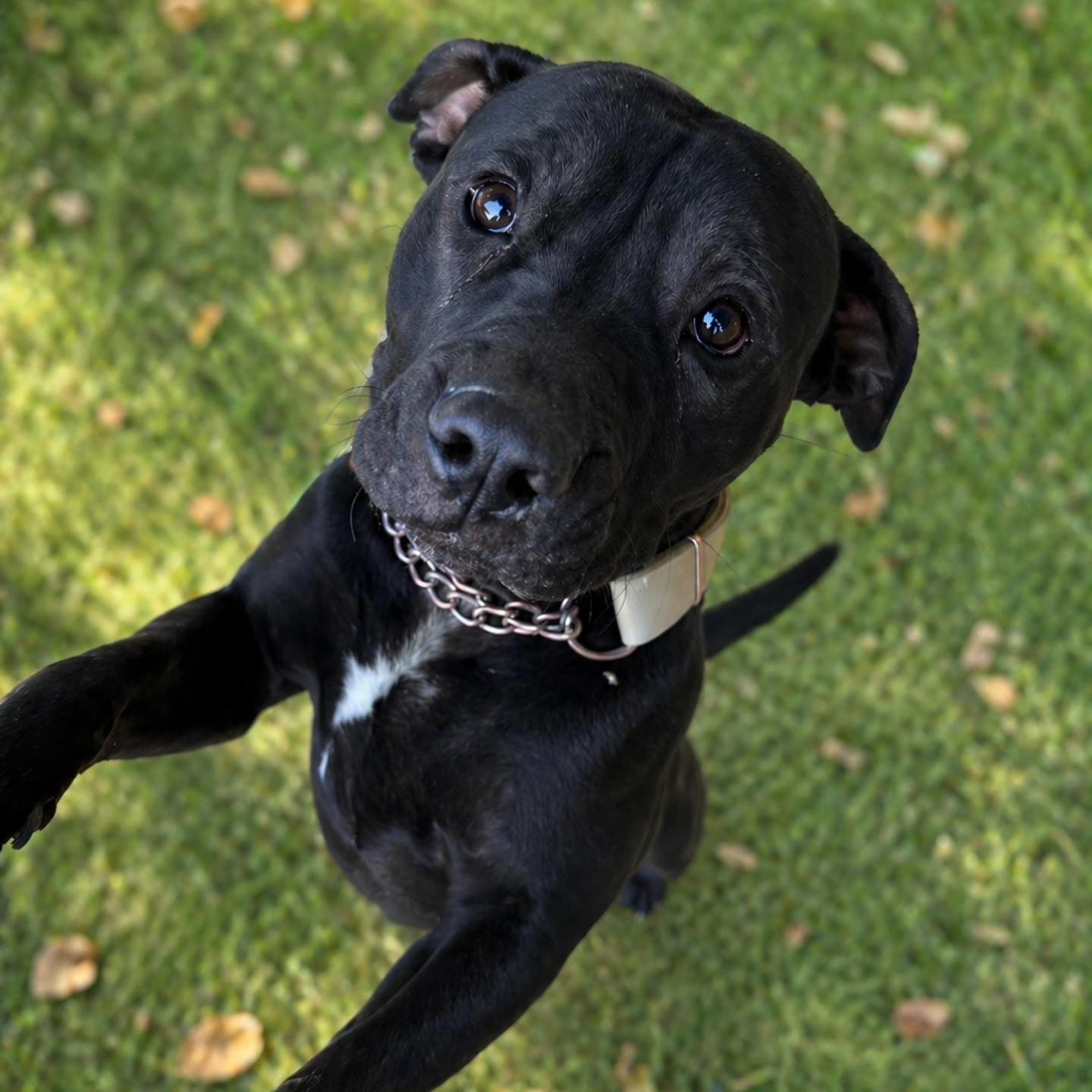 Padme, ADOPTABLE, Adult Female Pit Bull Terrier.
