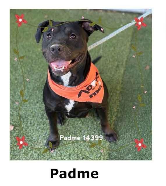 Padme, ADOPTABLE, Adult Female Pit Bull Terrier.
