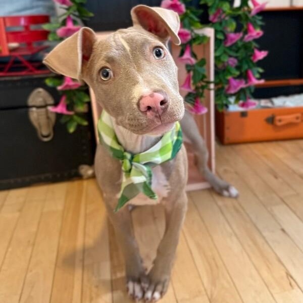 Trey Terrific Trio — thumbnail 4