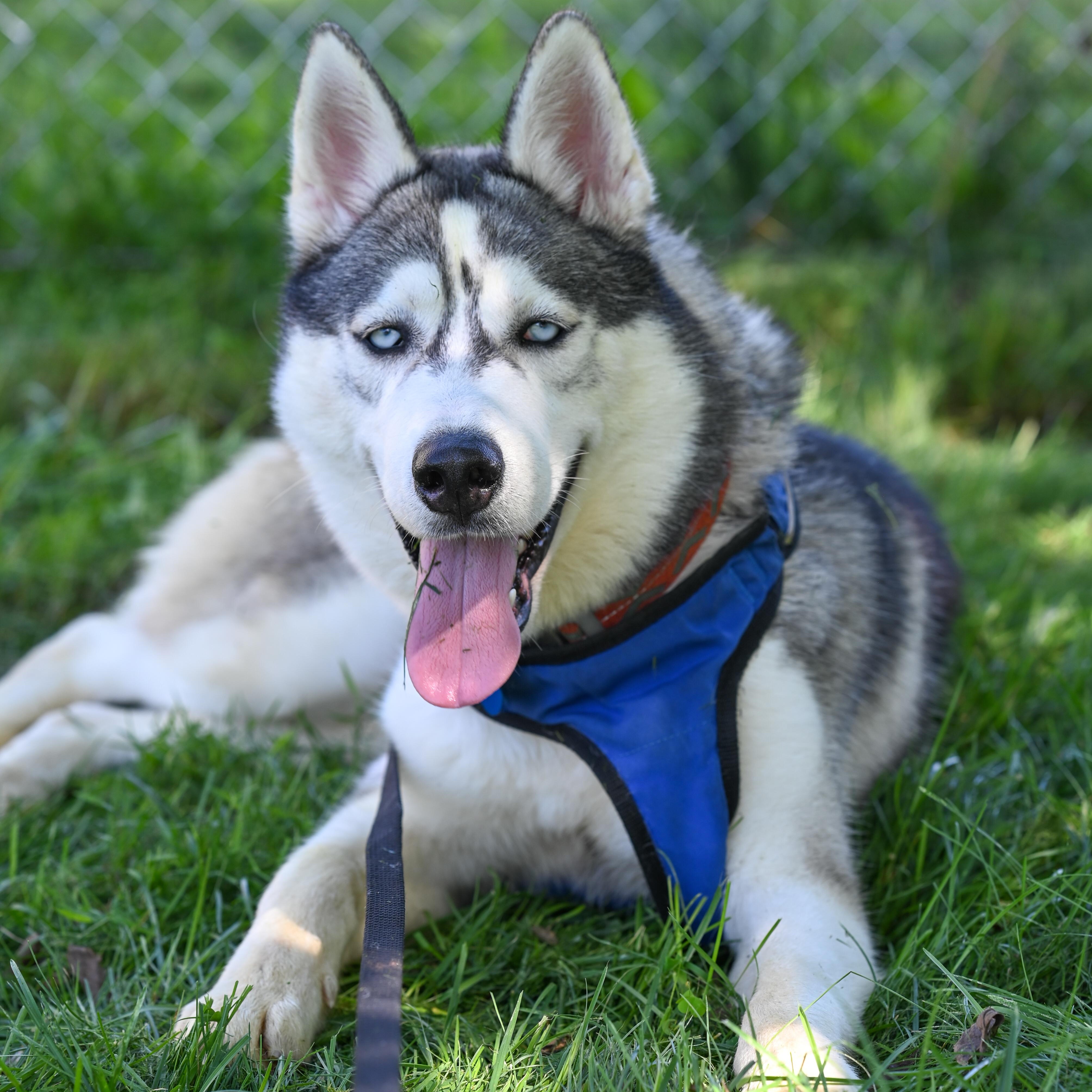 Enlarge Kody, a Adoptable Husky in MT LAUREL TOWNSHIP, NJ image 2/4