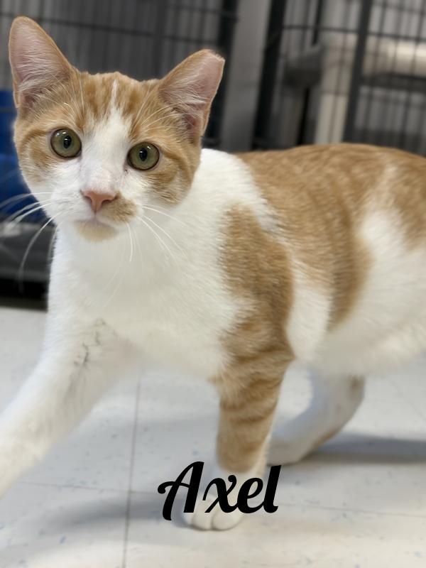 Axel, Adoptable, Young Male Domestic Short Hair.
